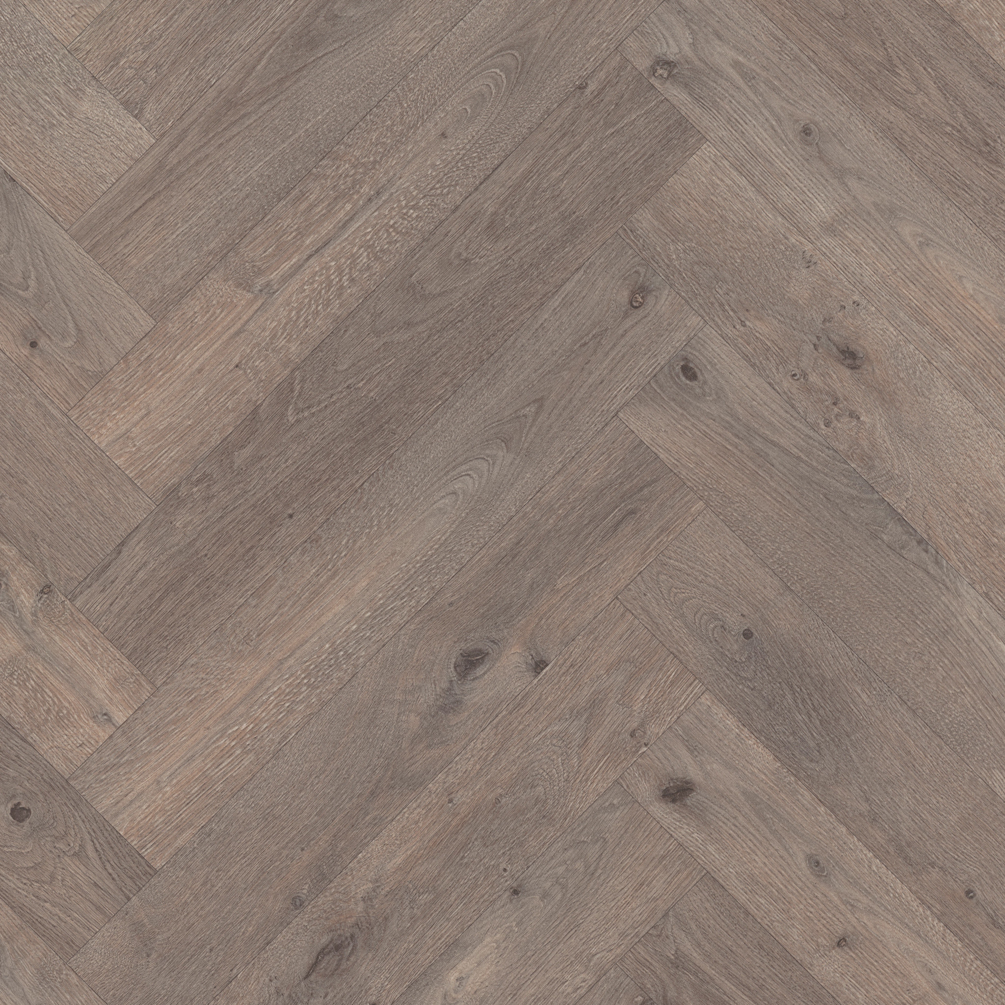 Celestial Vision-Aquila-526RG_05034