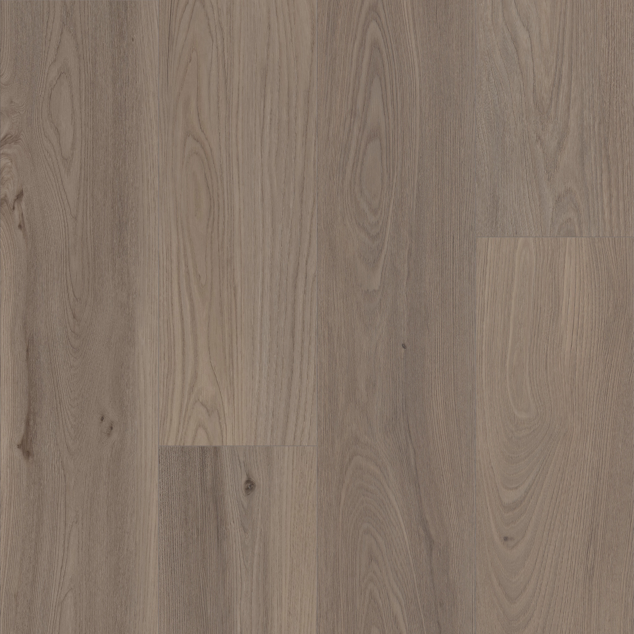 Ozzy-London Elm-CT657_08009