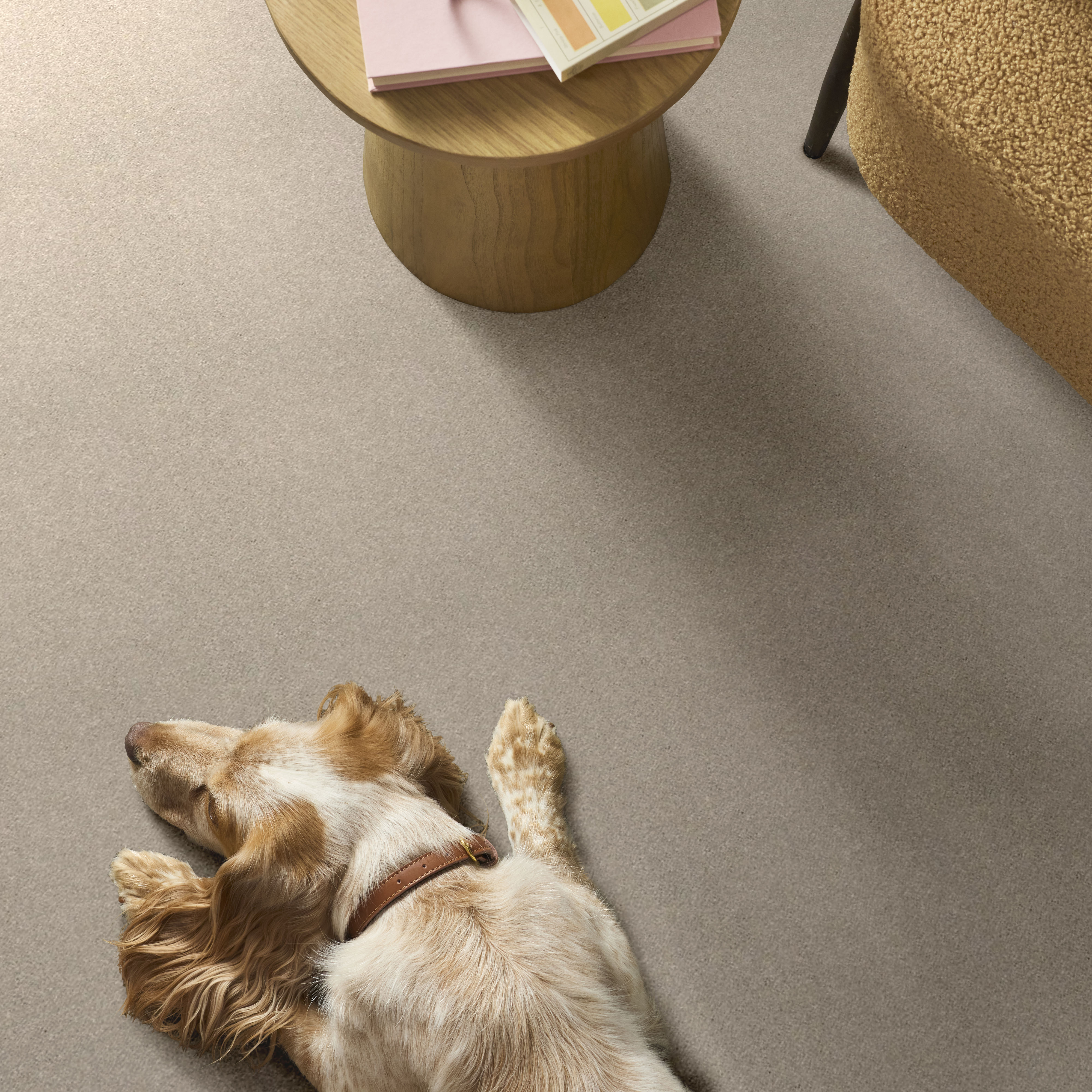 BASIC RULES ARCTIC FOX ROOM