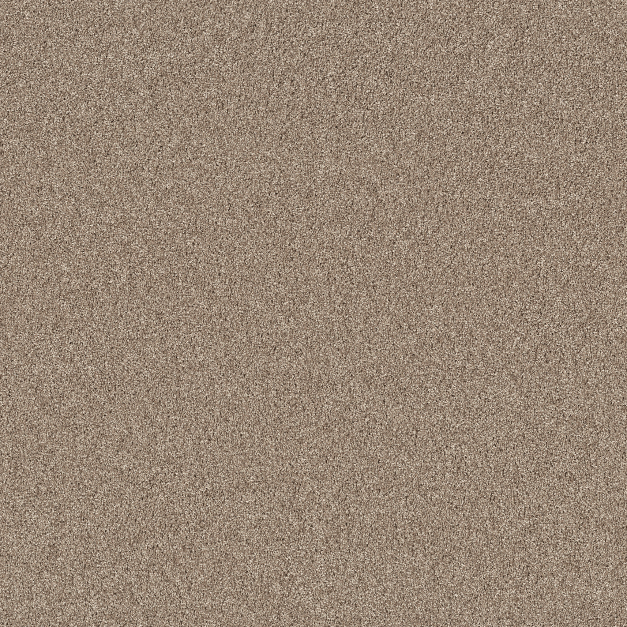 Windsor Court-Biscotti-HFN75_00700