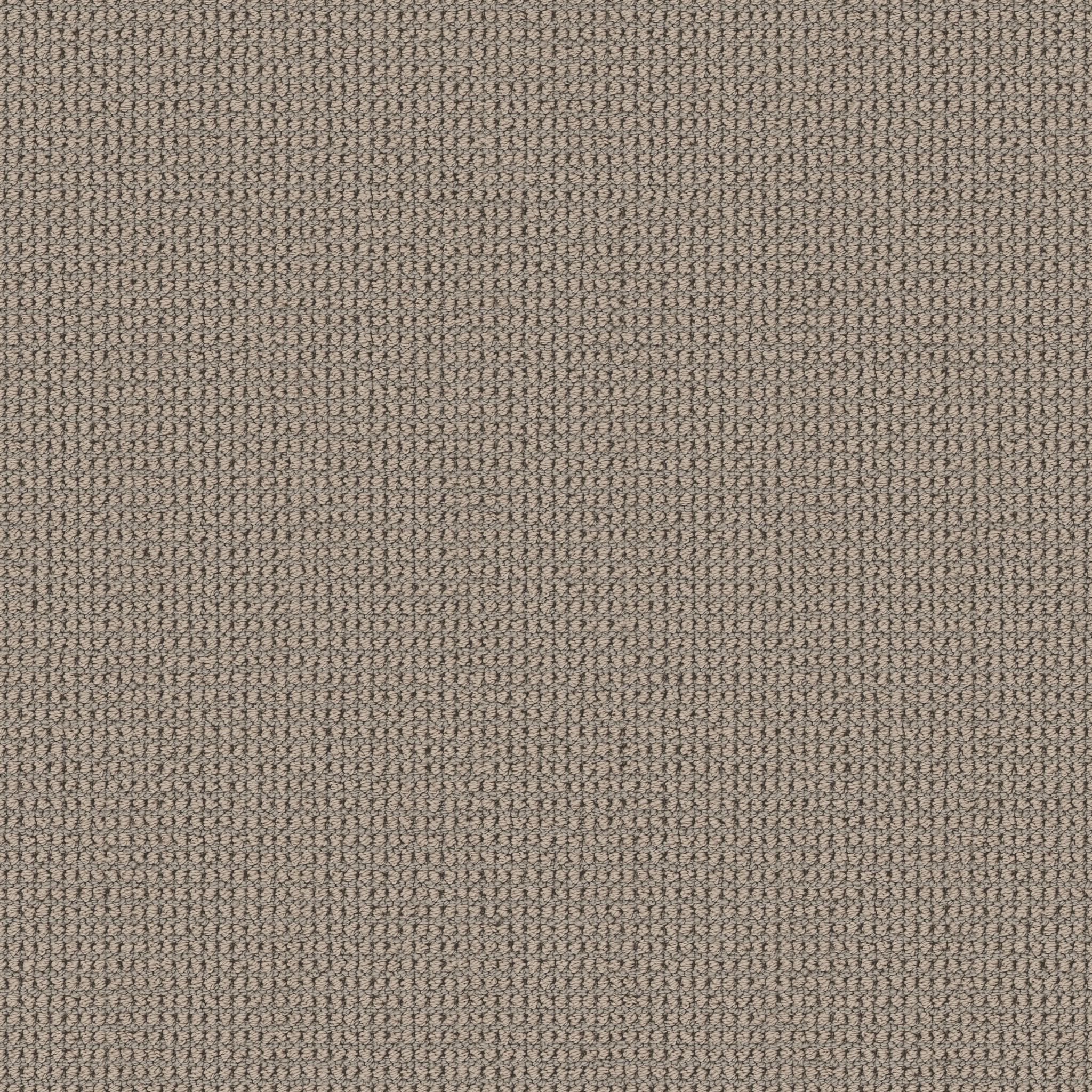 Echo Root-Mushroom-HFP22_00104