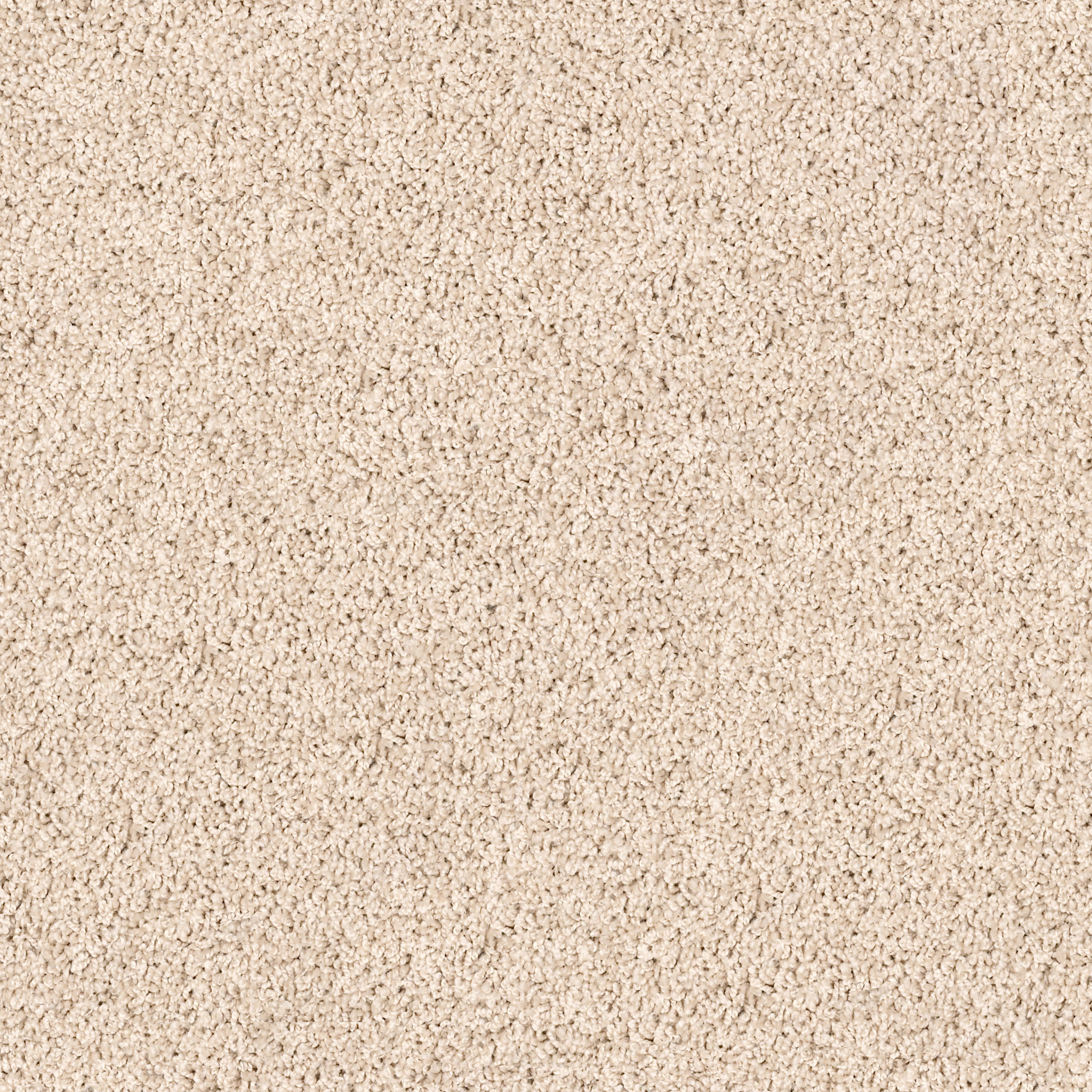 High Authority-Cookie-HGP34_00123