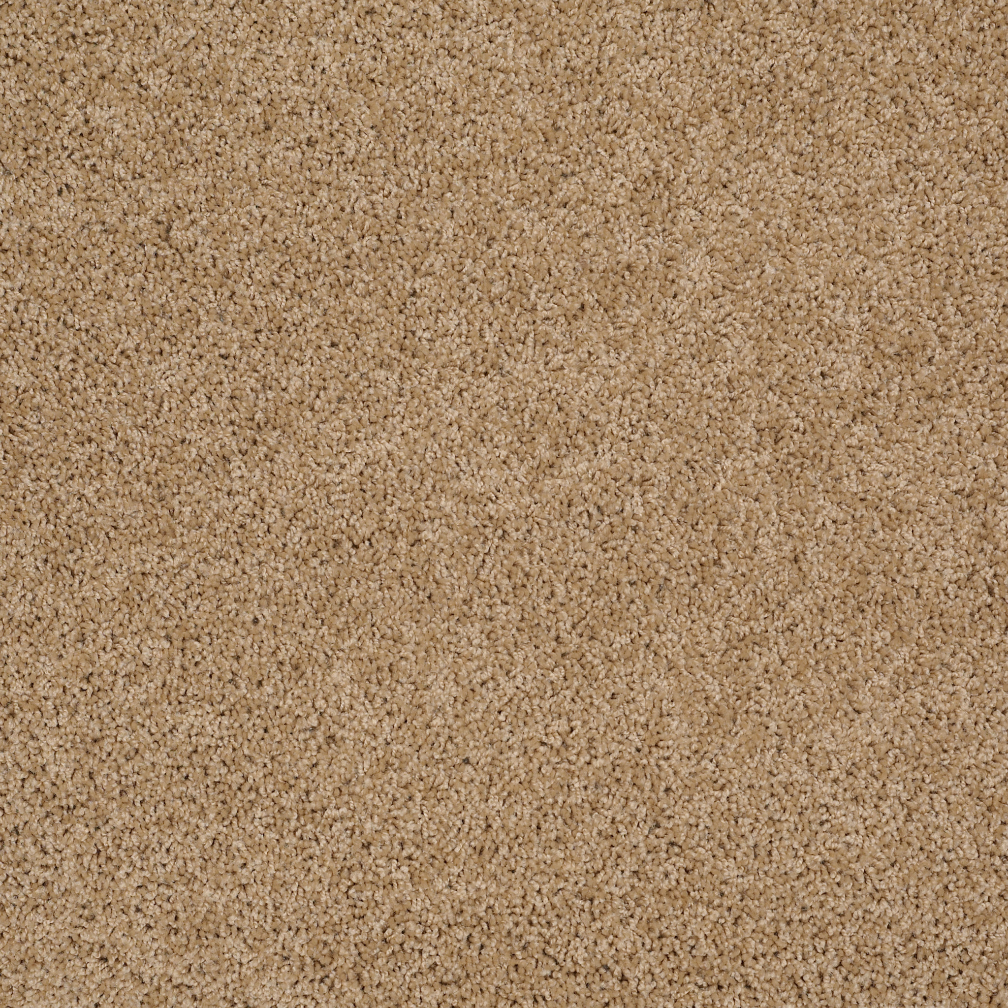 High Authority-Popcorn-HGP34_00221