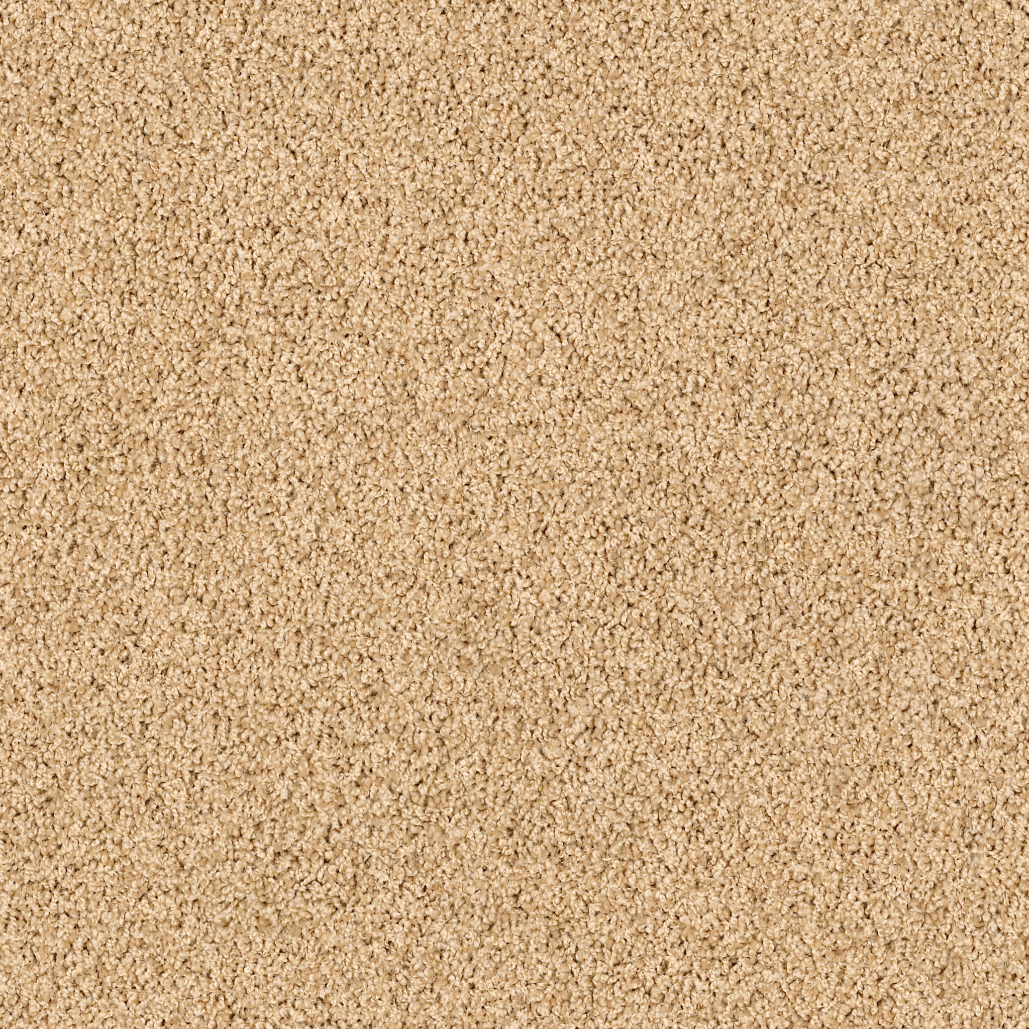 High Authority - Acorn - HGP34_00223