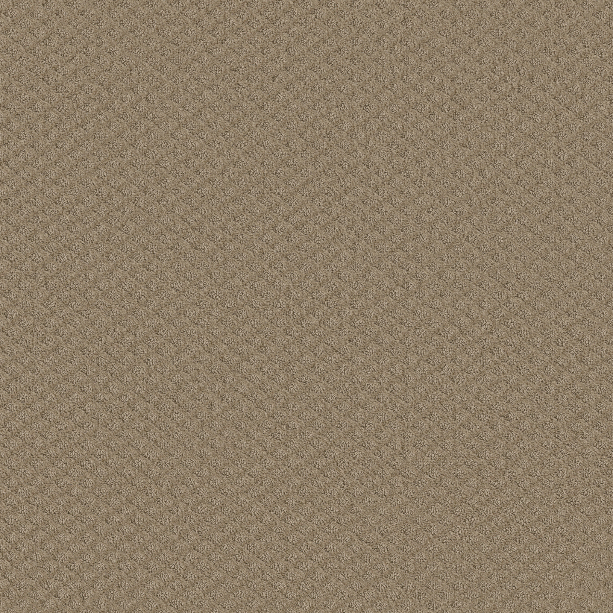 Finley Creek-Biscotti-HGP76_00783