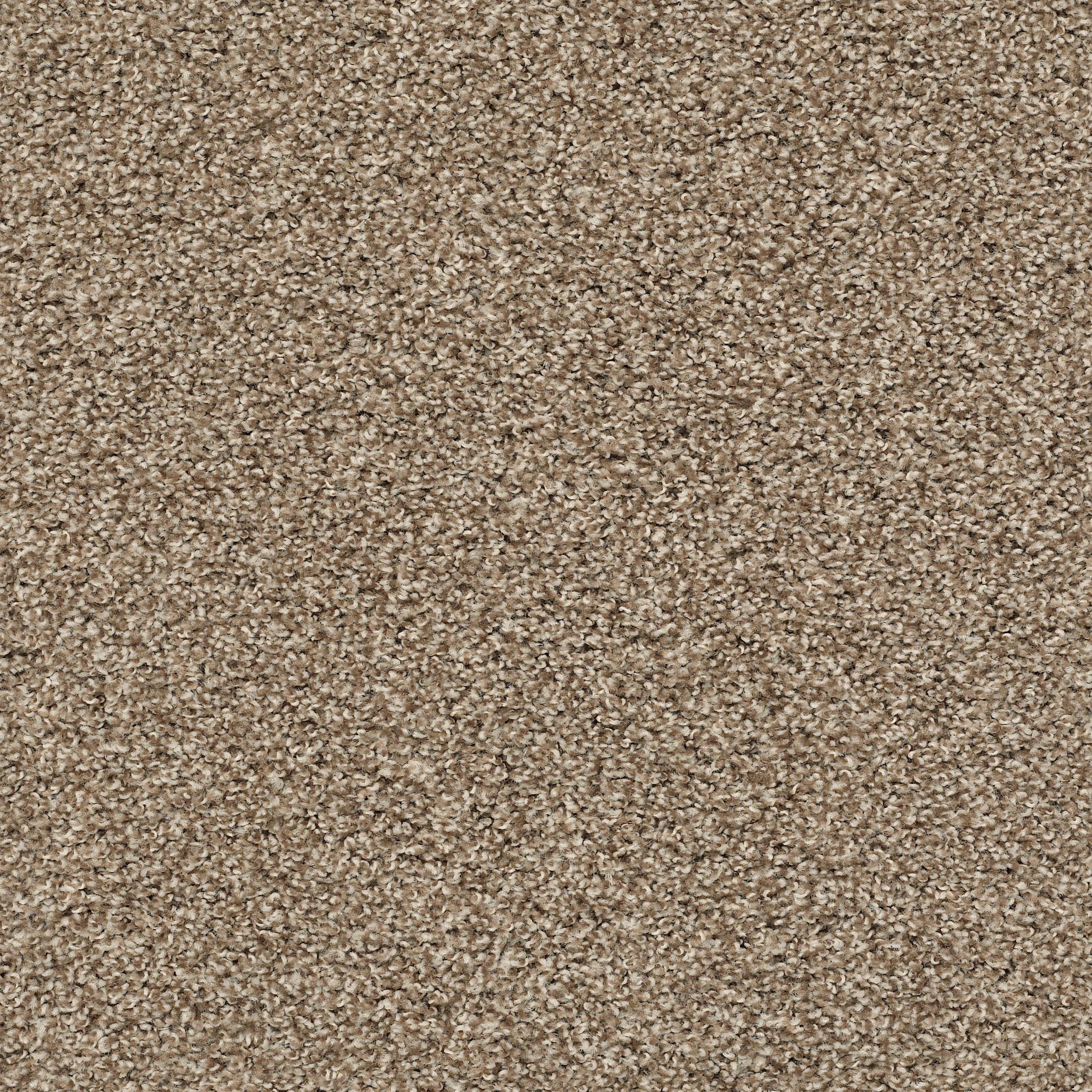 Anchor Bay-Brown Sugar-HGR07_00710