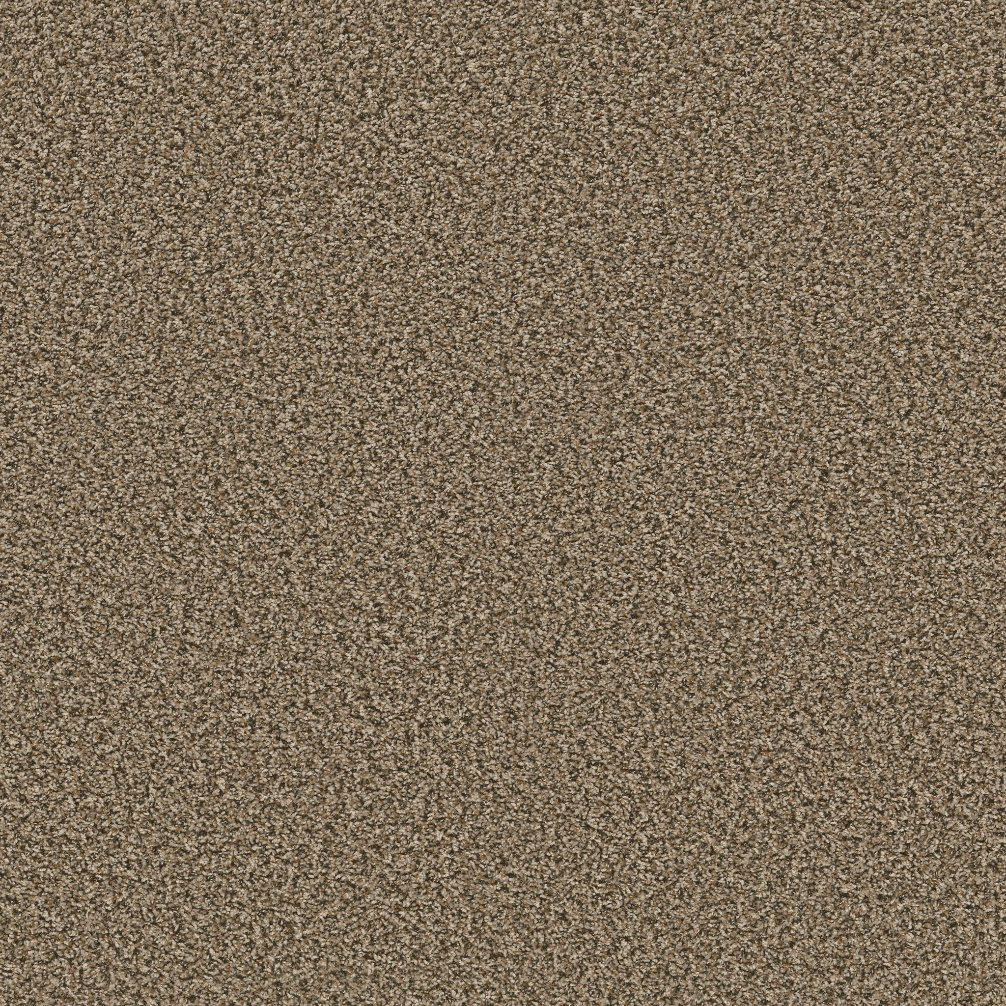 Safari