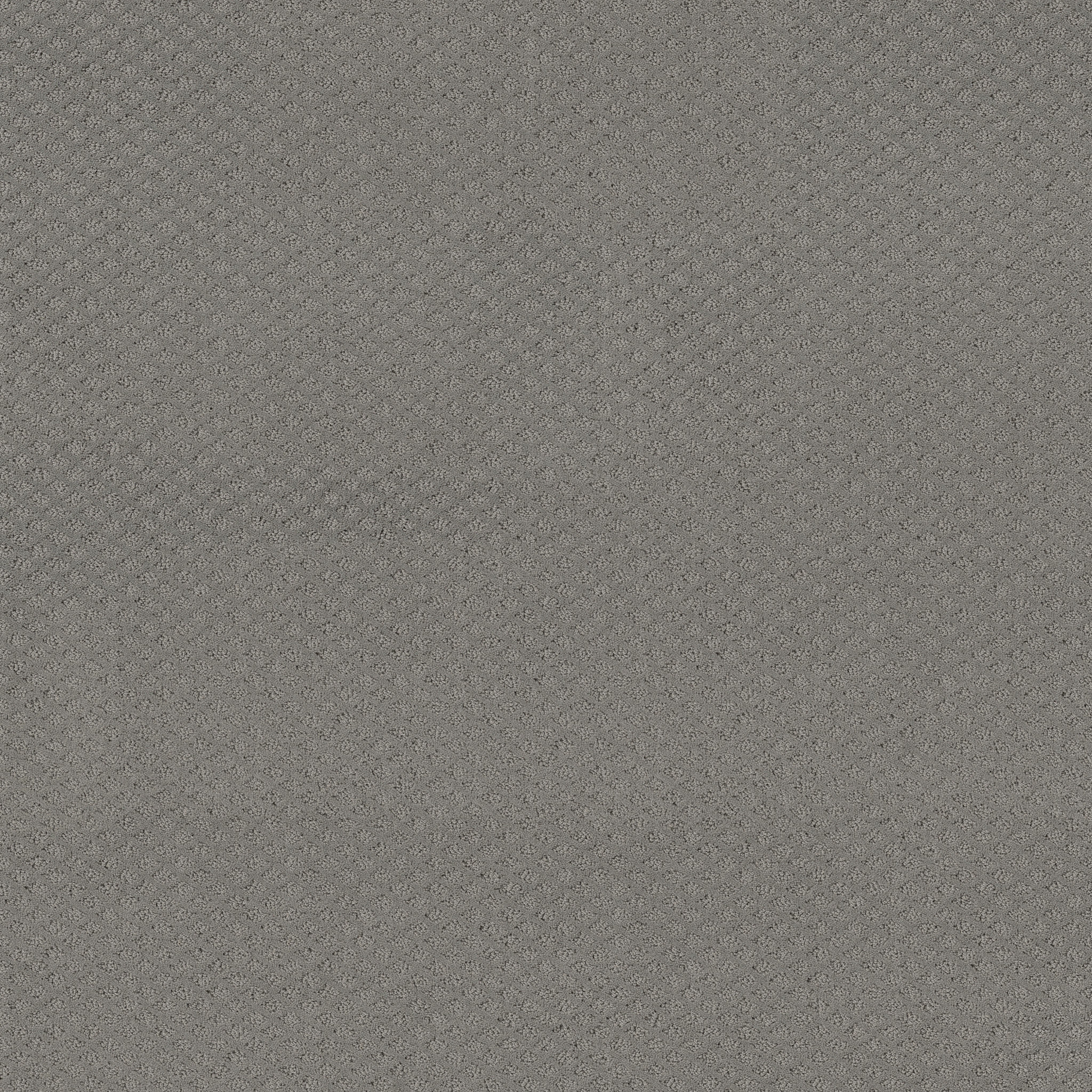 Jubilation-Grey Fox-HGR49_00504