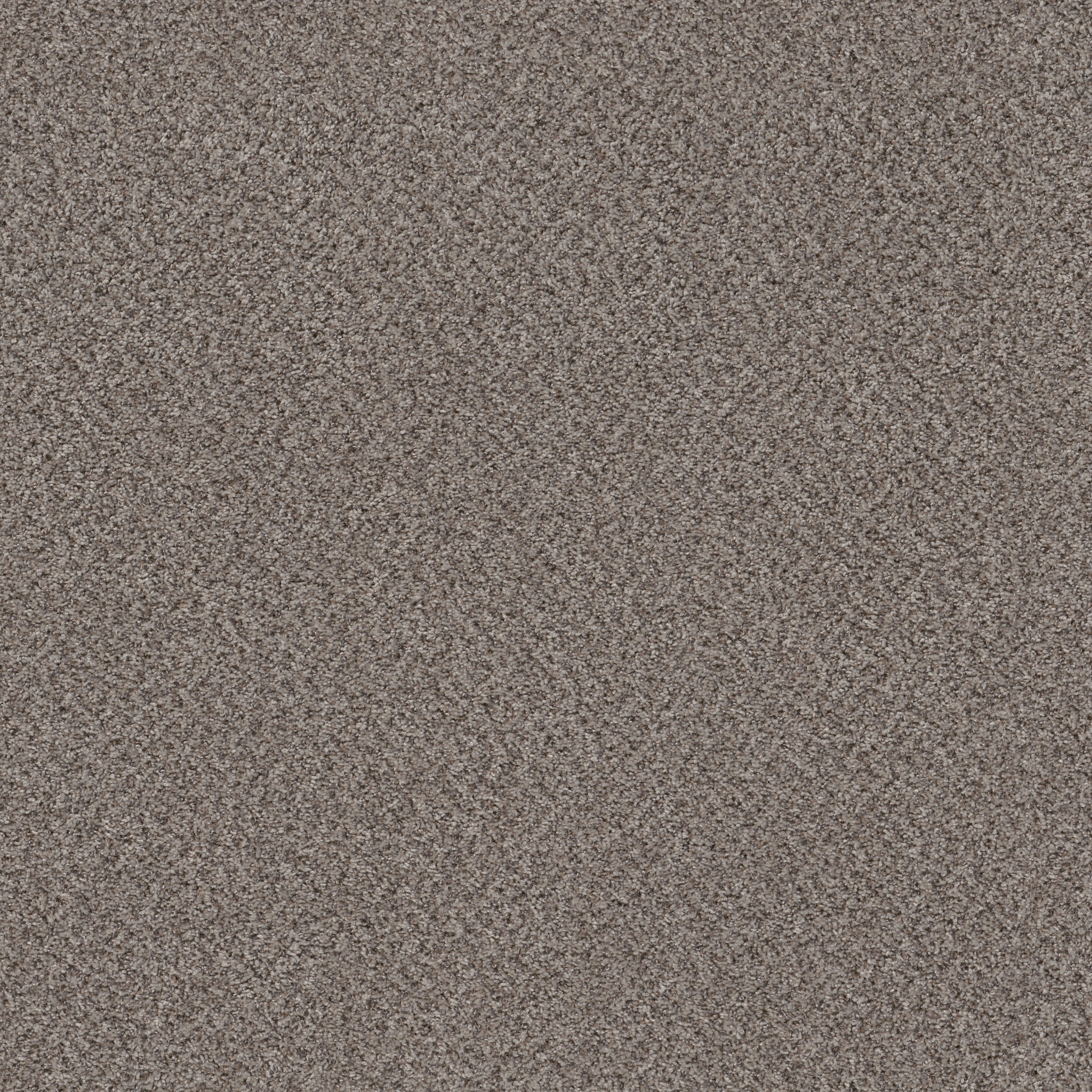 Essential Art (A)-Oyster(A)-HGR85_00506