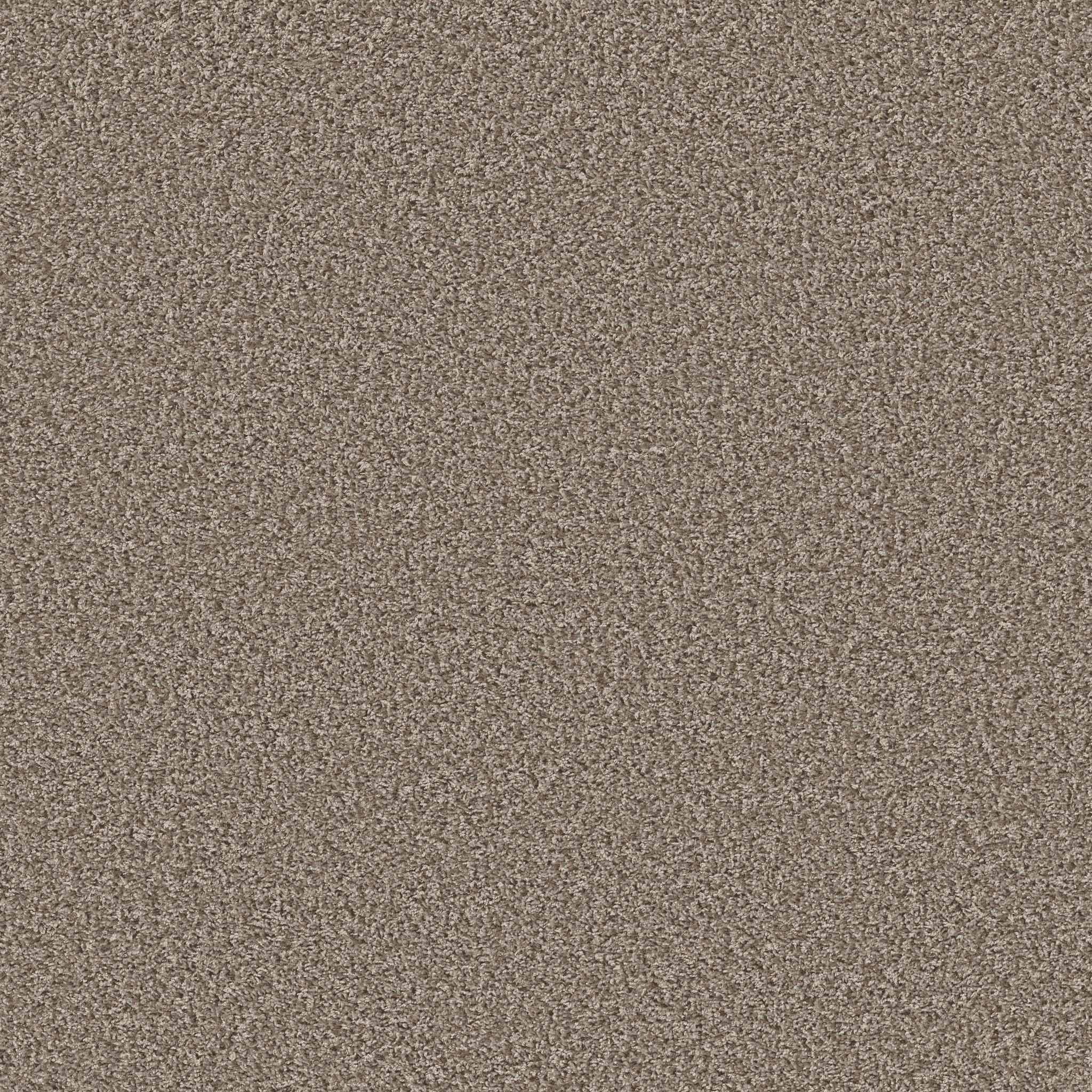 Dedication-Tempting Taupe-PZ047_00701