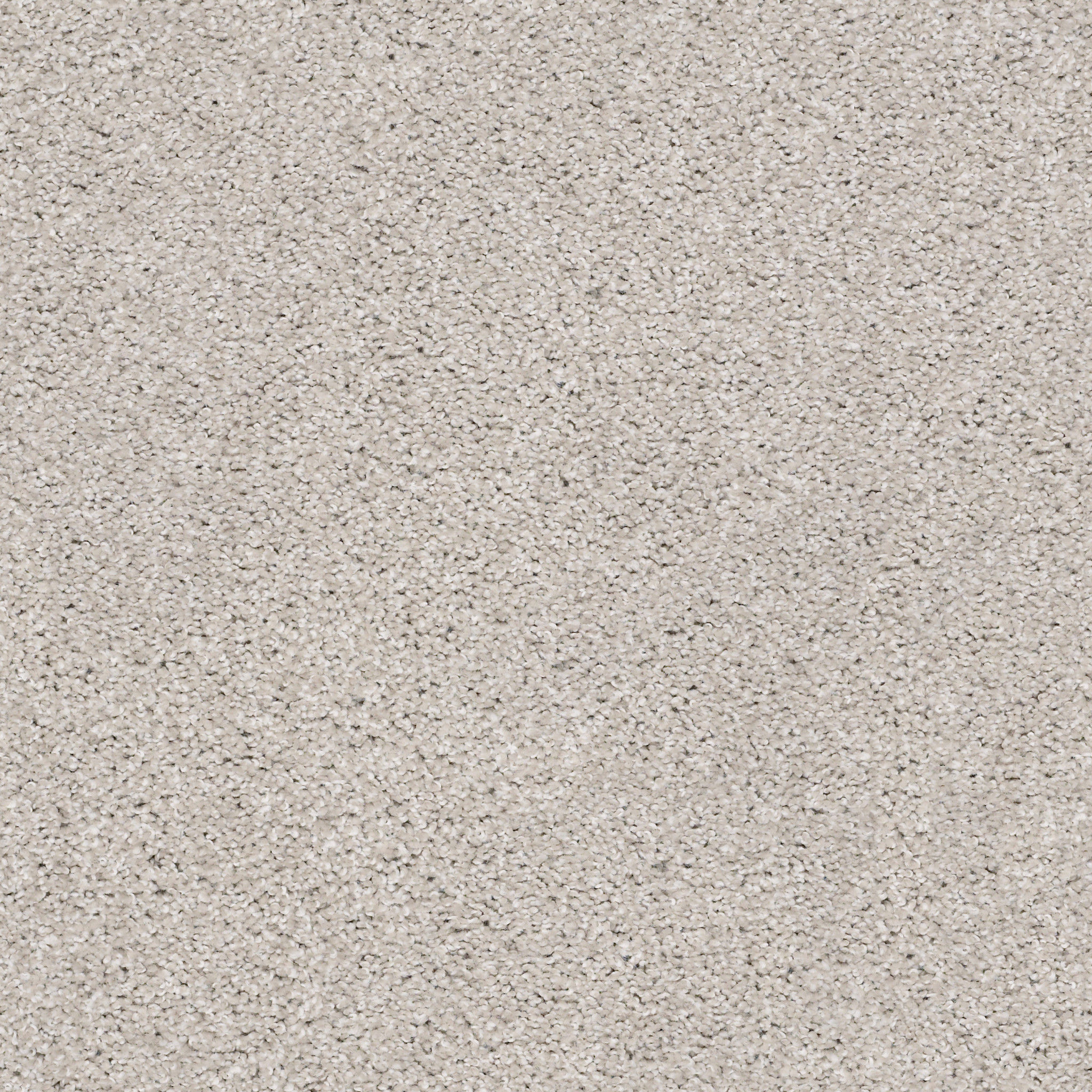 Stardom-Koala-PZ062_00592