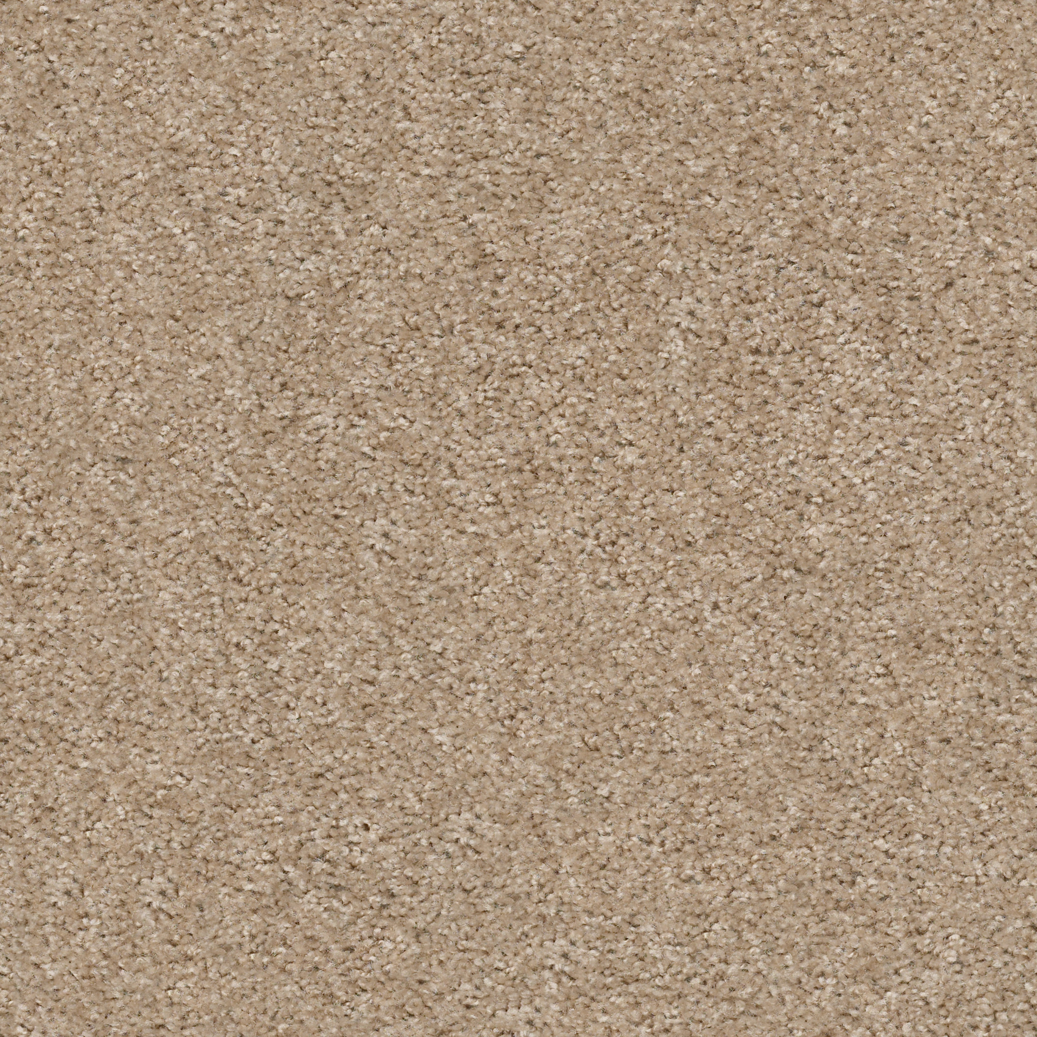 Eco Choice III-Scalloped Shell-PZ092_00113