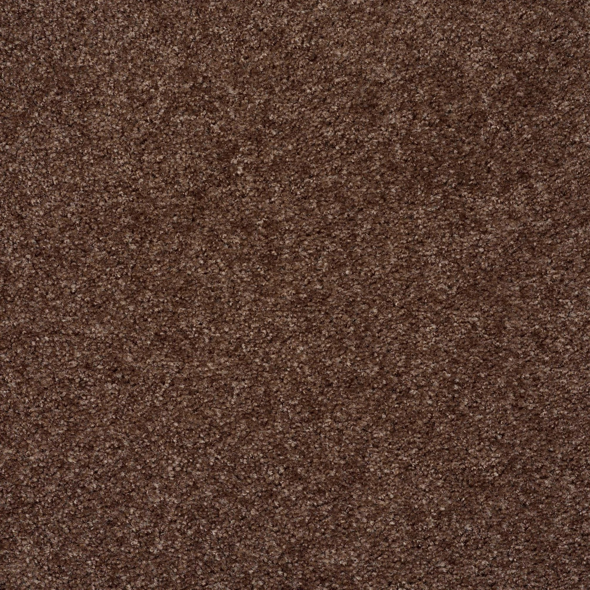 Eco Choice III-Barn Owl-PZ092_00703