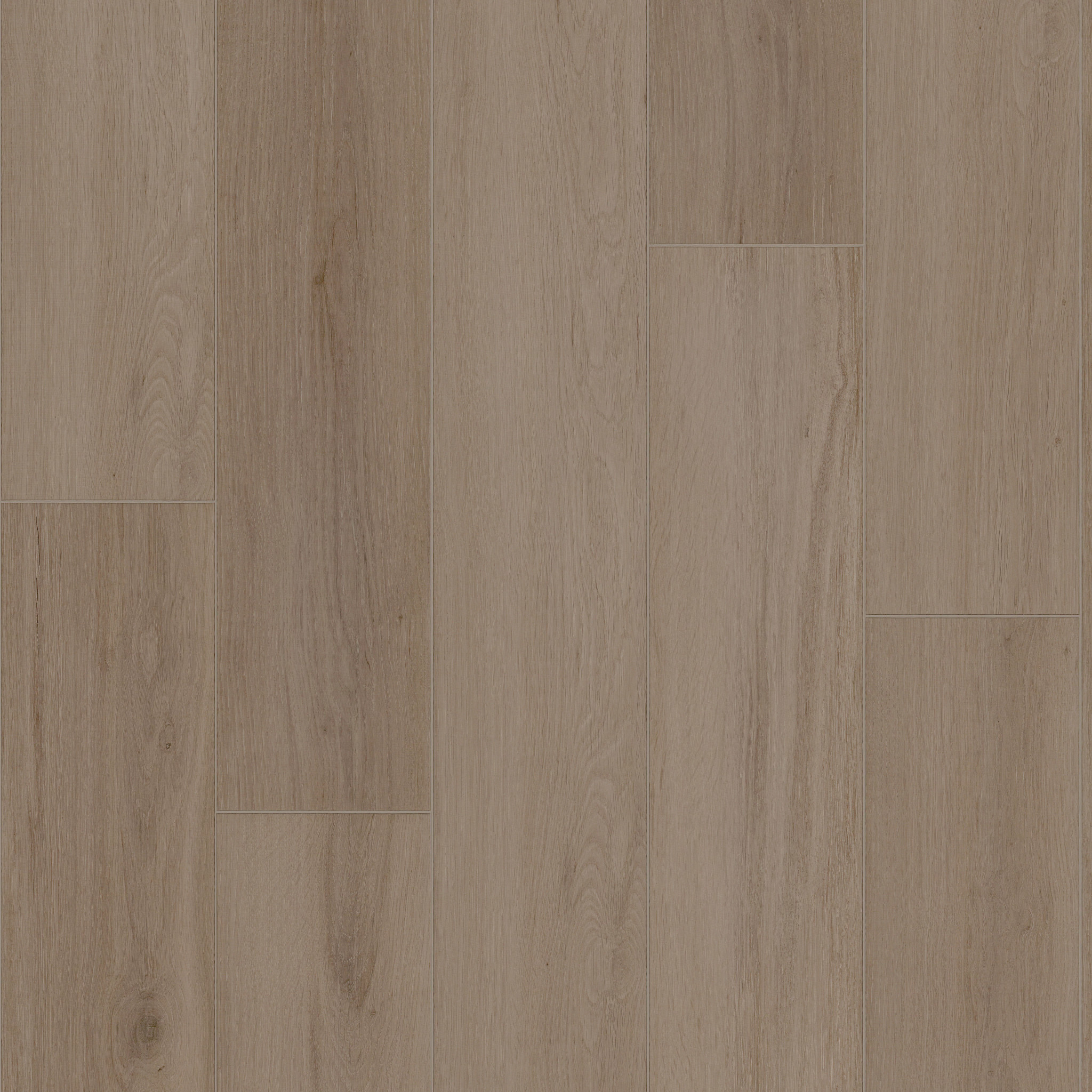 Radiant Living-Mushroom-VE502_05255