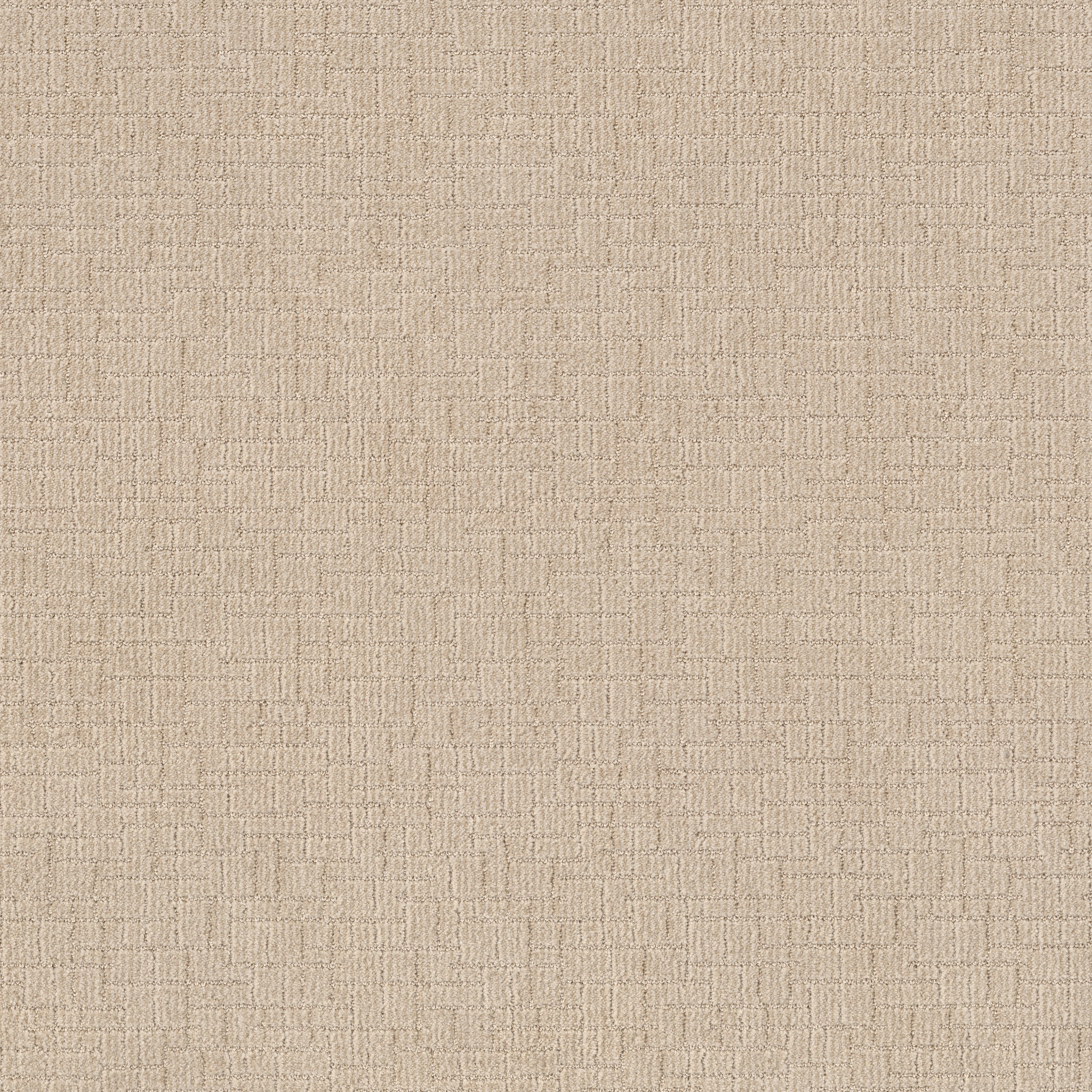 Crusader - Cotton Tail - ZB225_00121