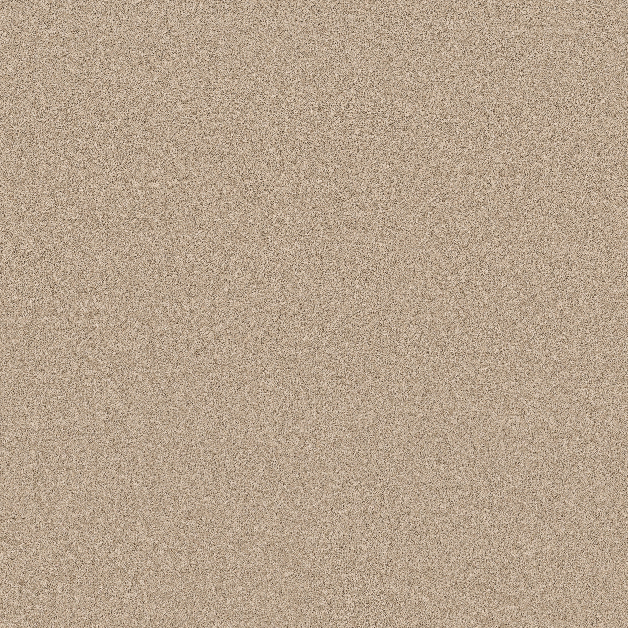 Cheerful-Buff-ZB267_00173