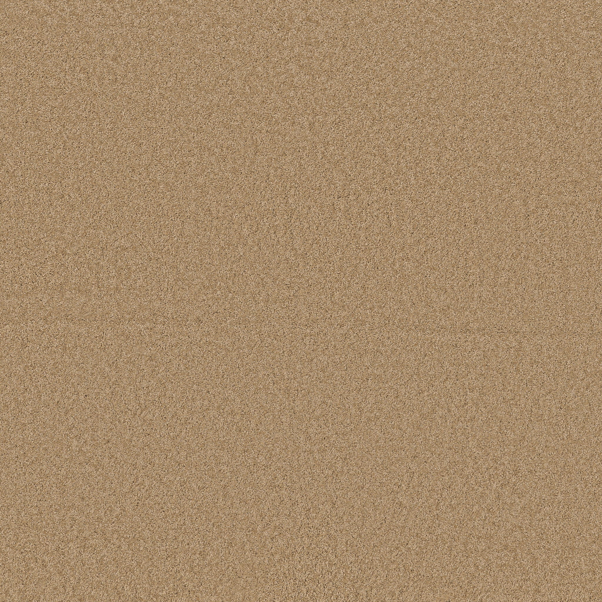 Cheerful-Winter Wheat-ZB267_00224