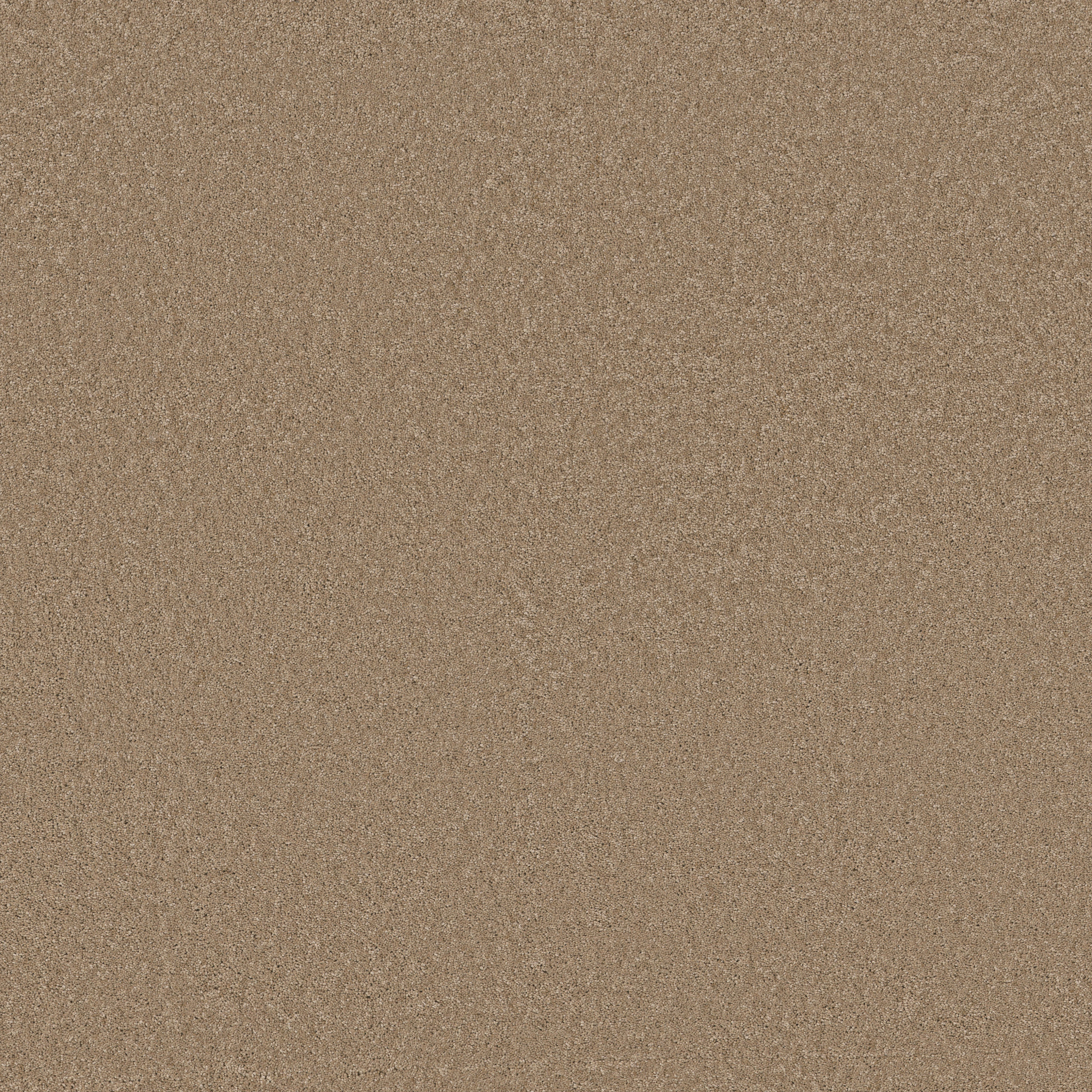 Cheerful - Biscotti - ZB267_00724