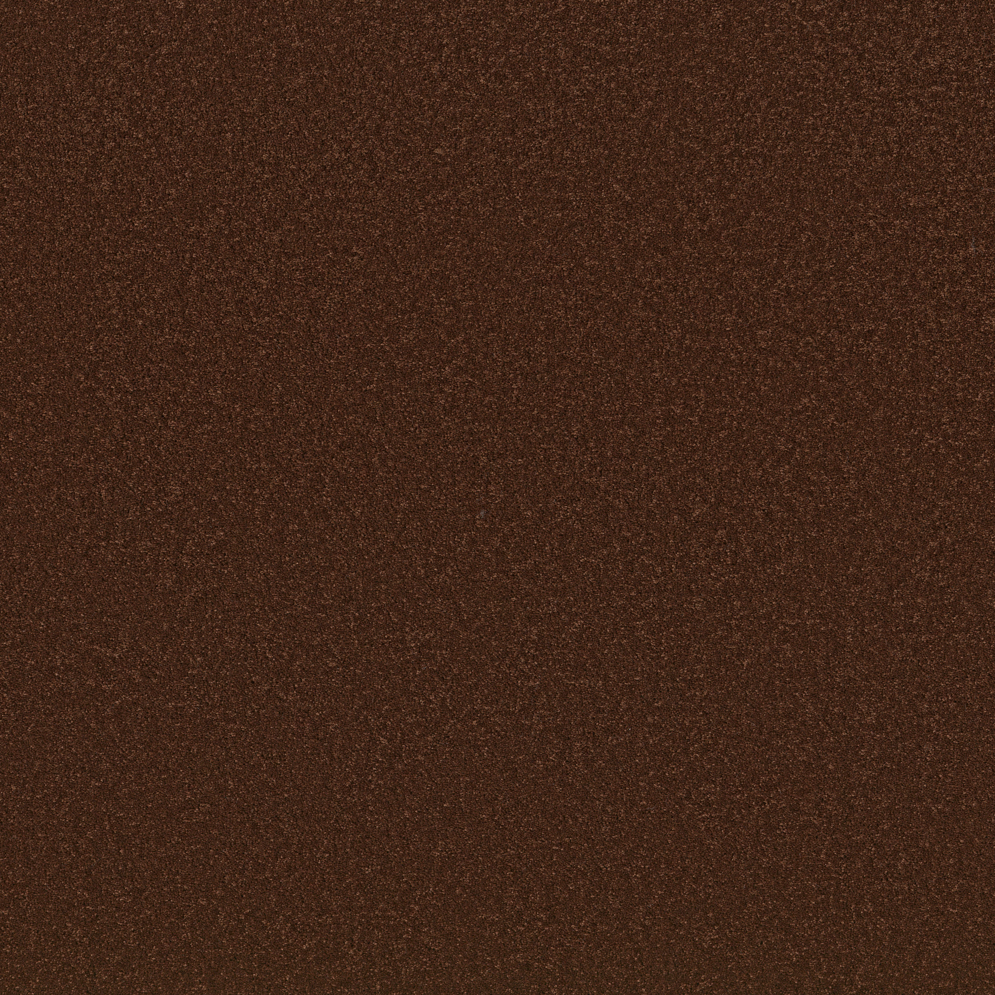 Cheerful-Cinnabar-ZB267_00889