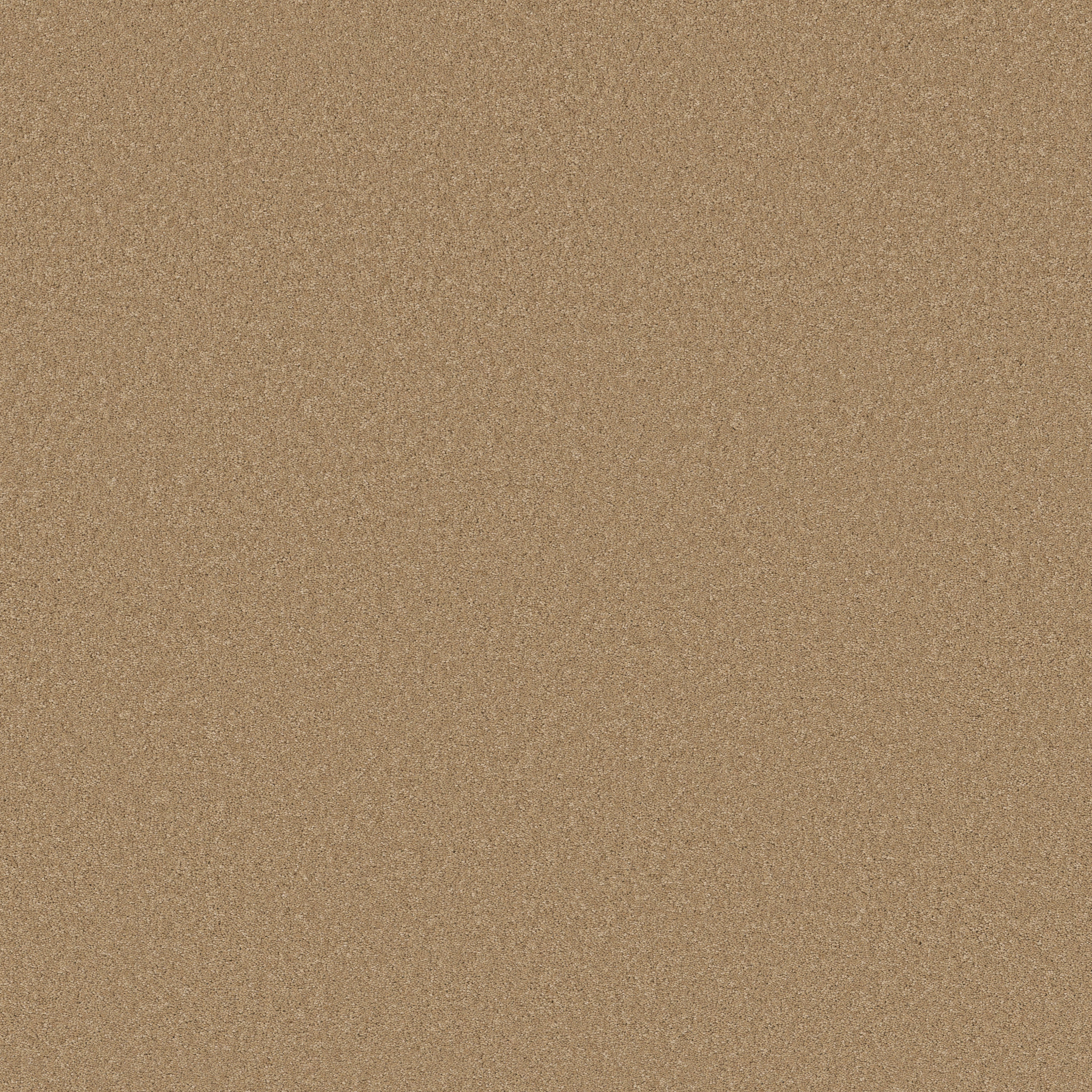 Cherished - Winter Wheat - ZB268_00224