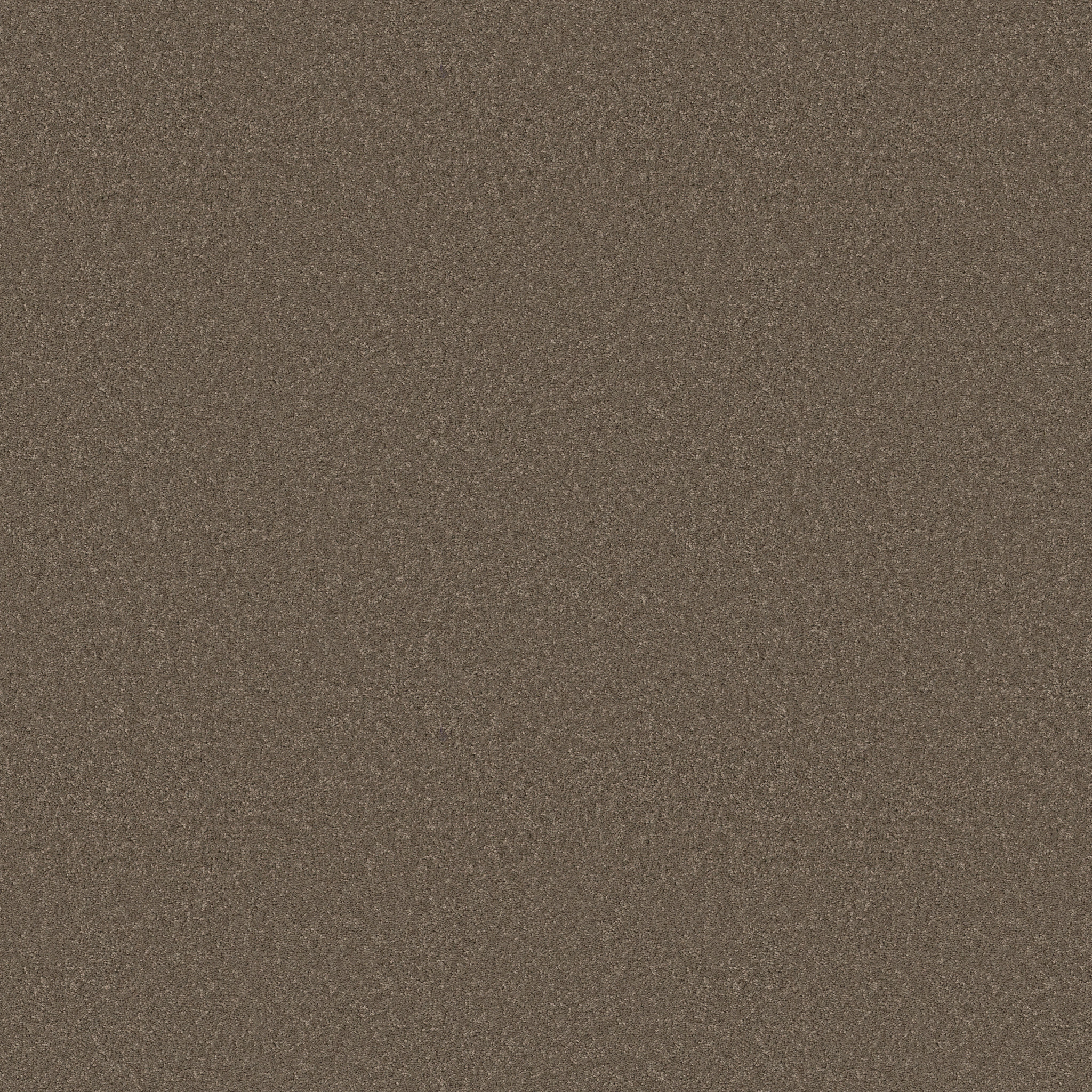 Cherished-Moonbeam-ZB268_00578