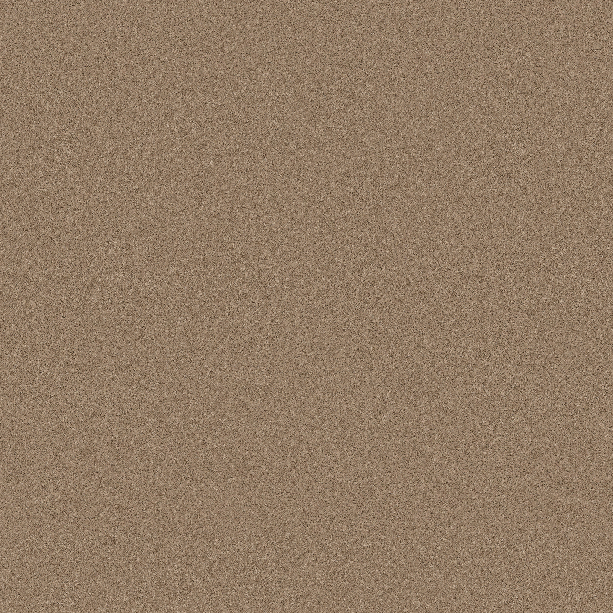 Cherished-Biscotti-ZB268_00724