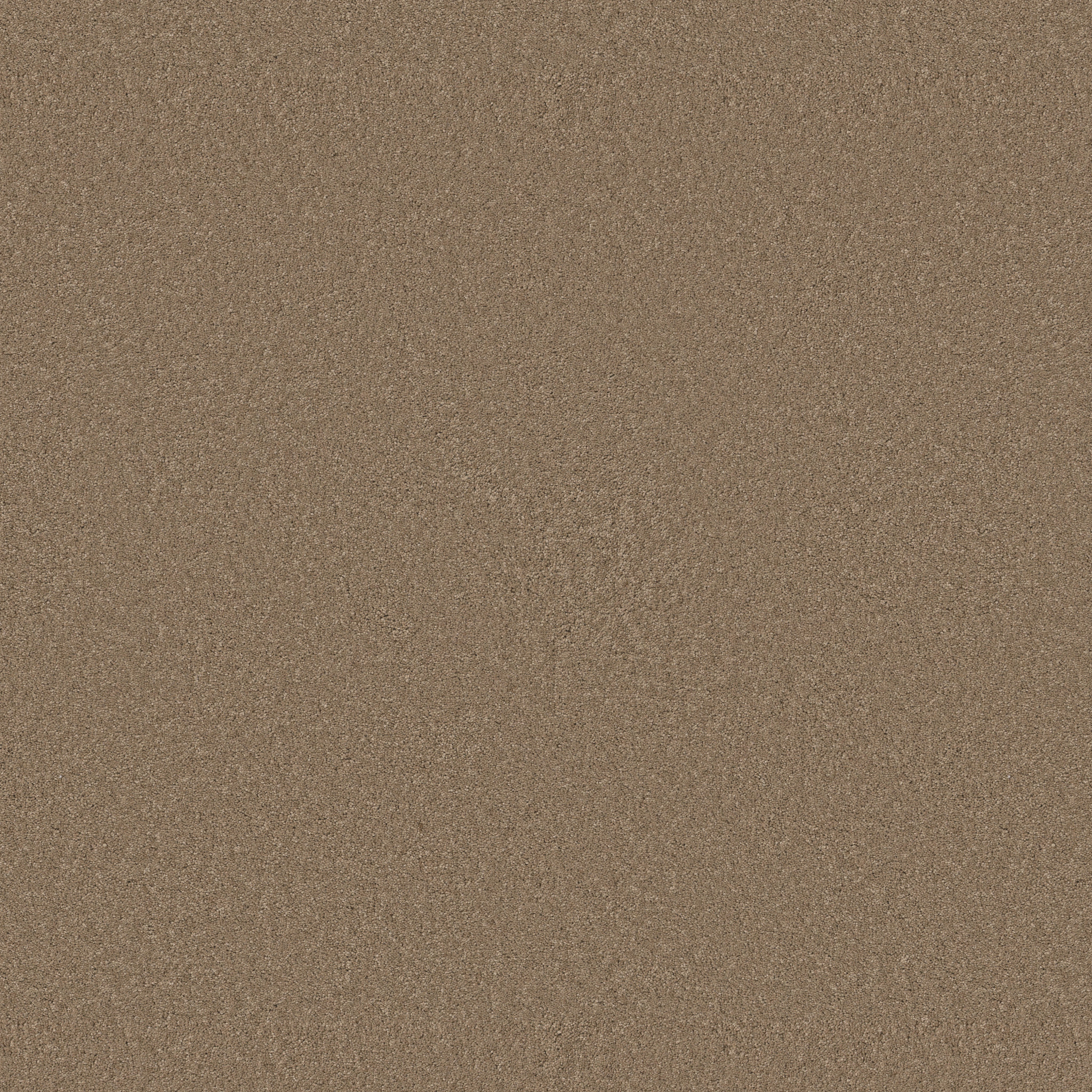 Cherished - Latte - ZB268_00755