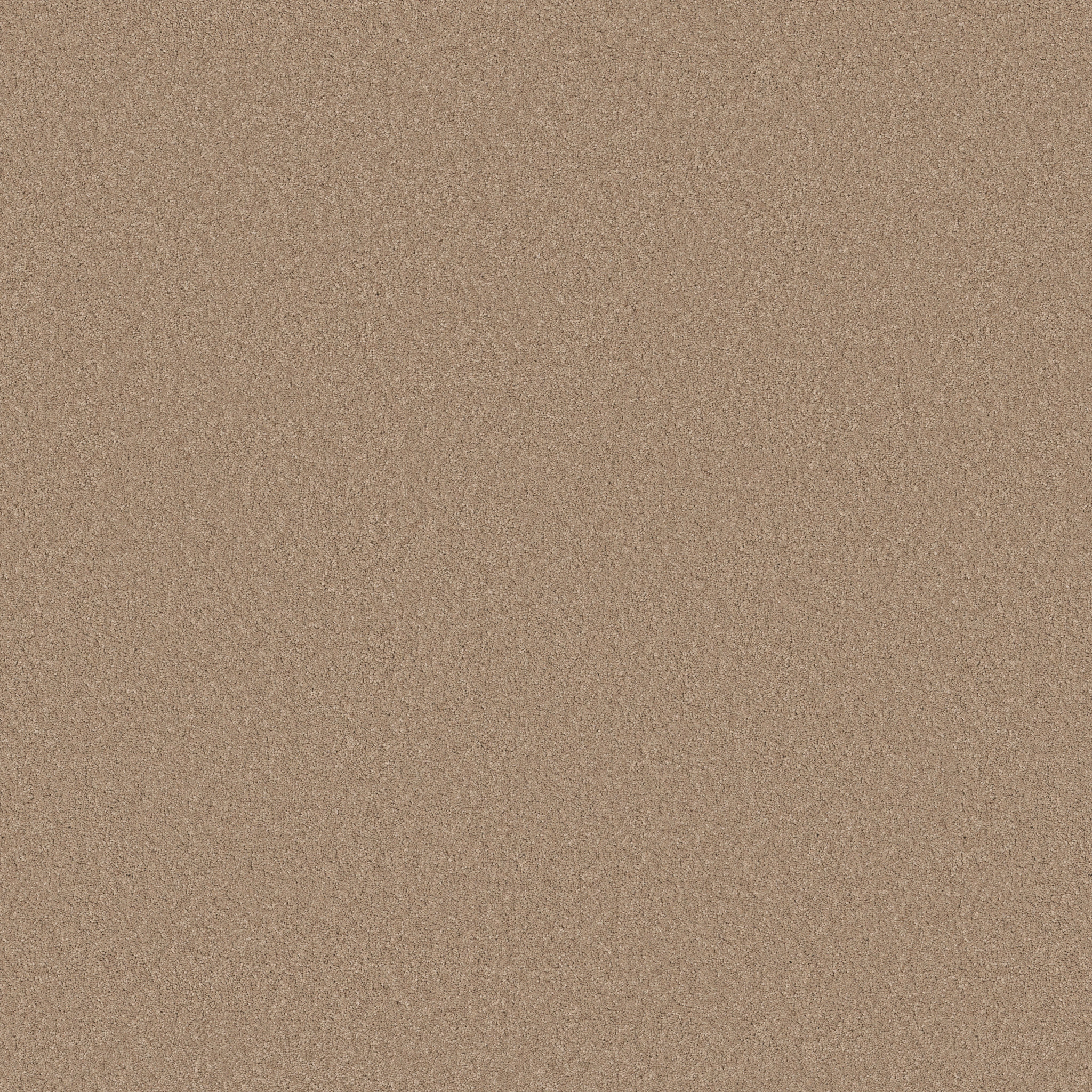 Cherished-Warm Sand-ZB268_00764