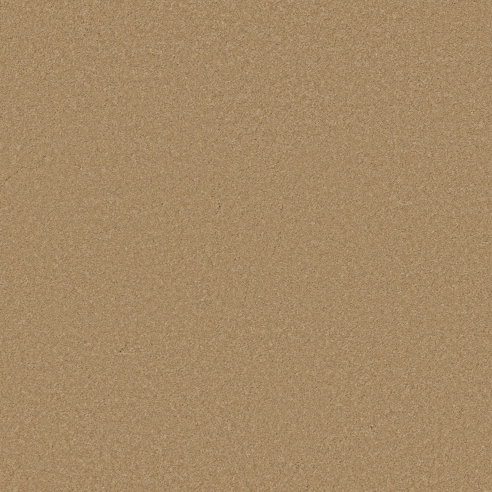 Blissful Beauty - Winter Wheat - ZB269_00224