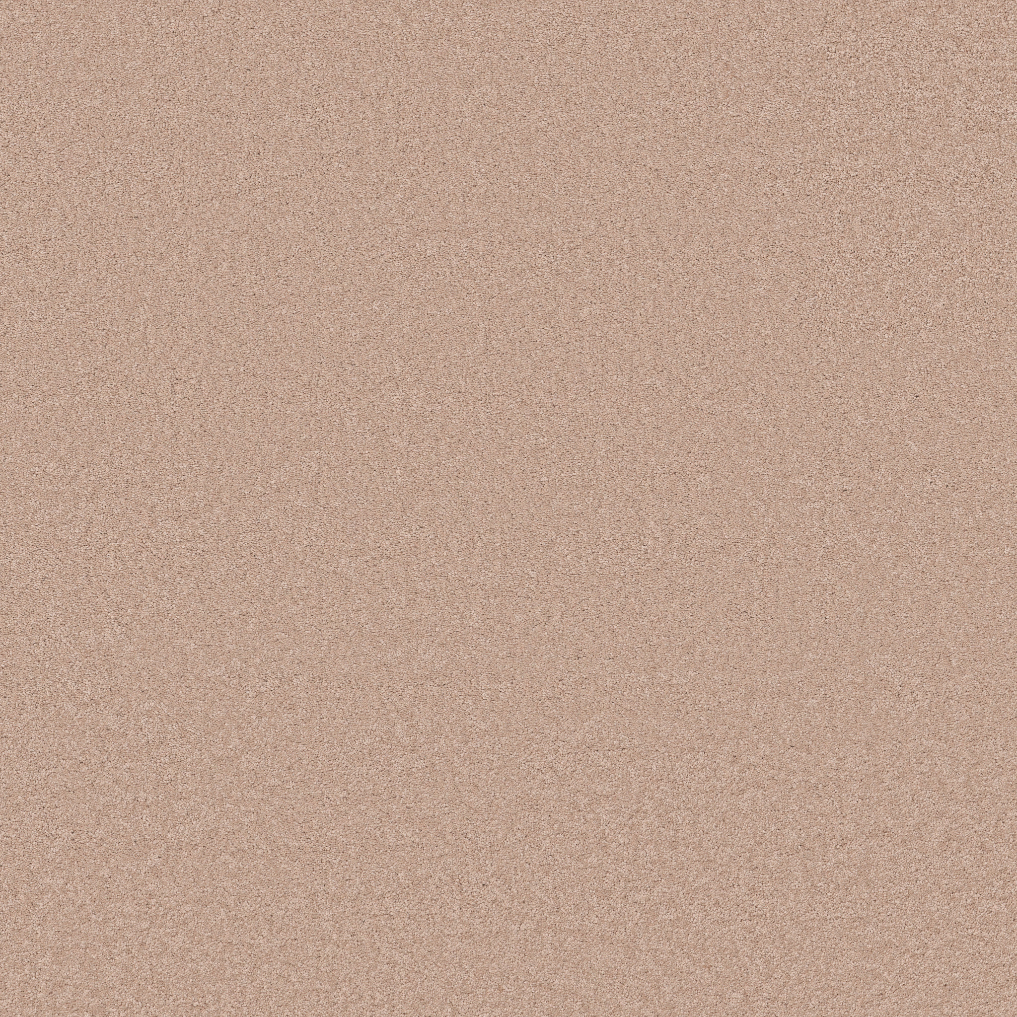 Blissful Beauty - Apricot Ice - ZB269_00623