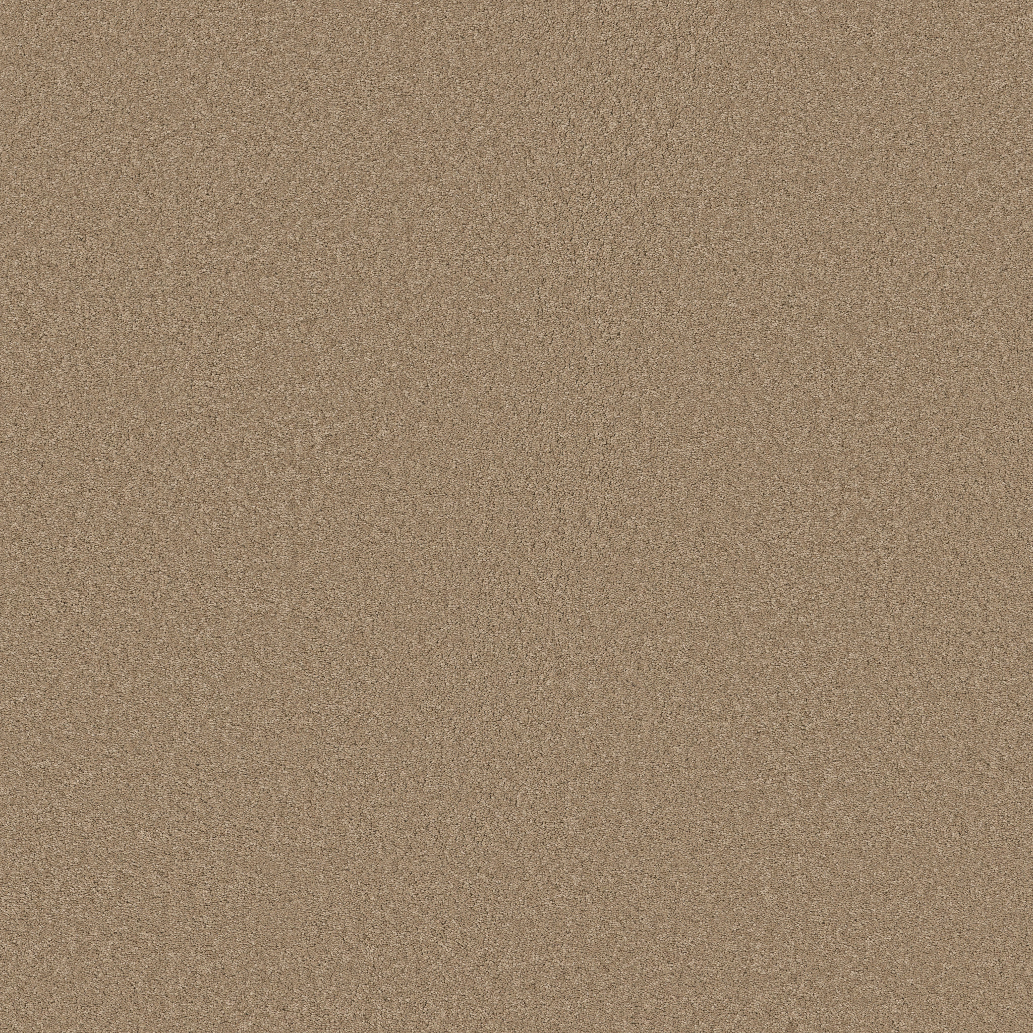 Blissful Beauty - Biscotti - ZB269_00724