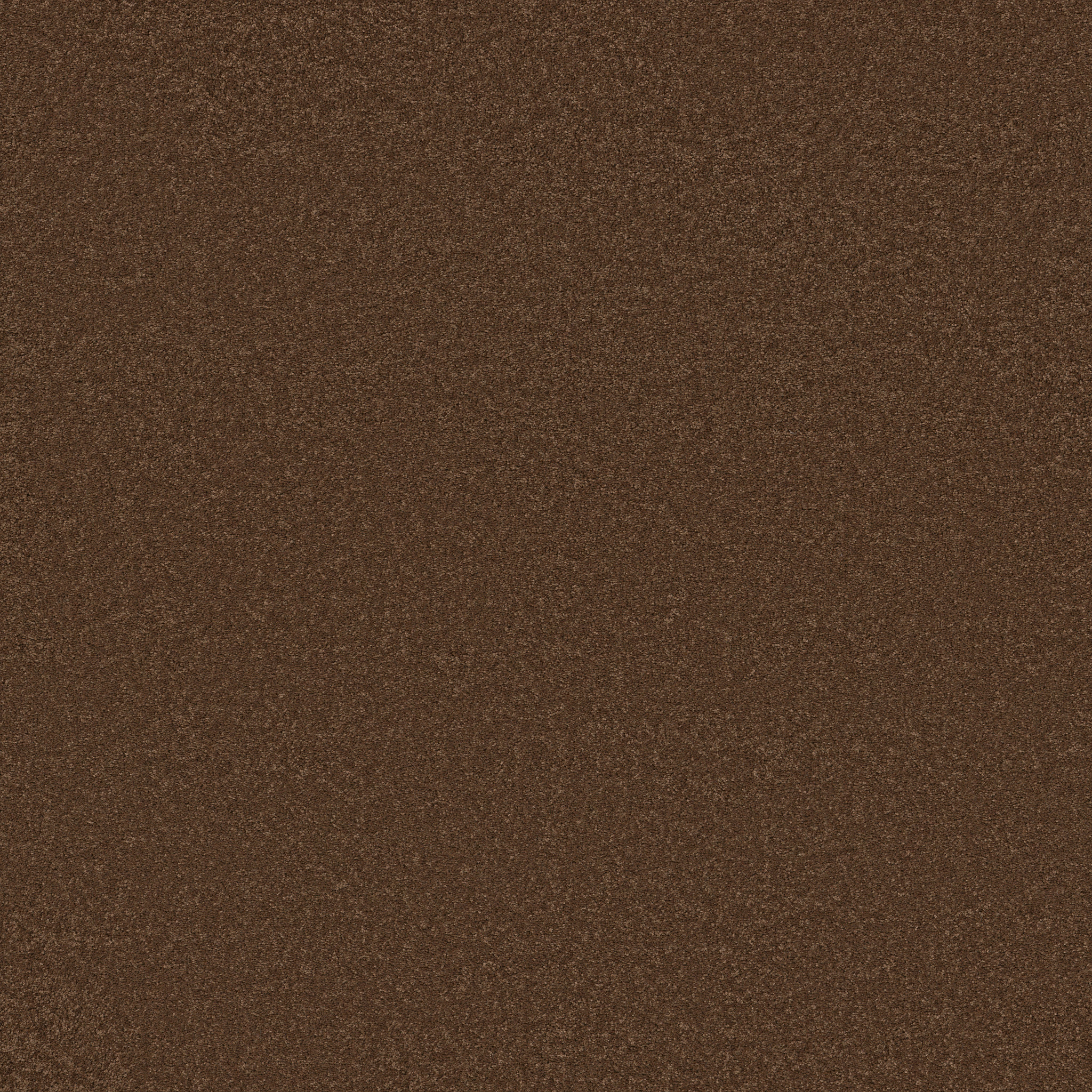 Blissful Beauty-Bronco-ZB269_00768