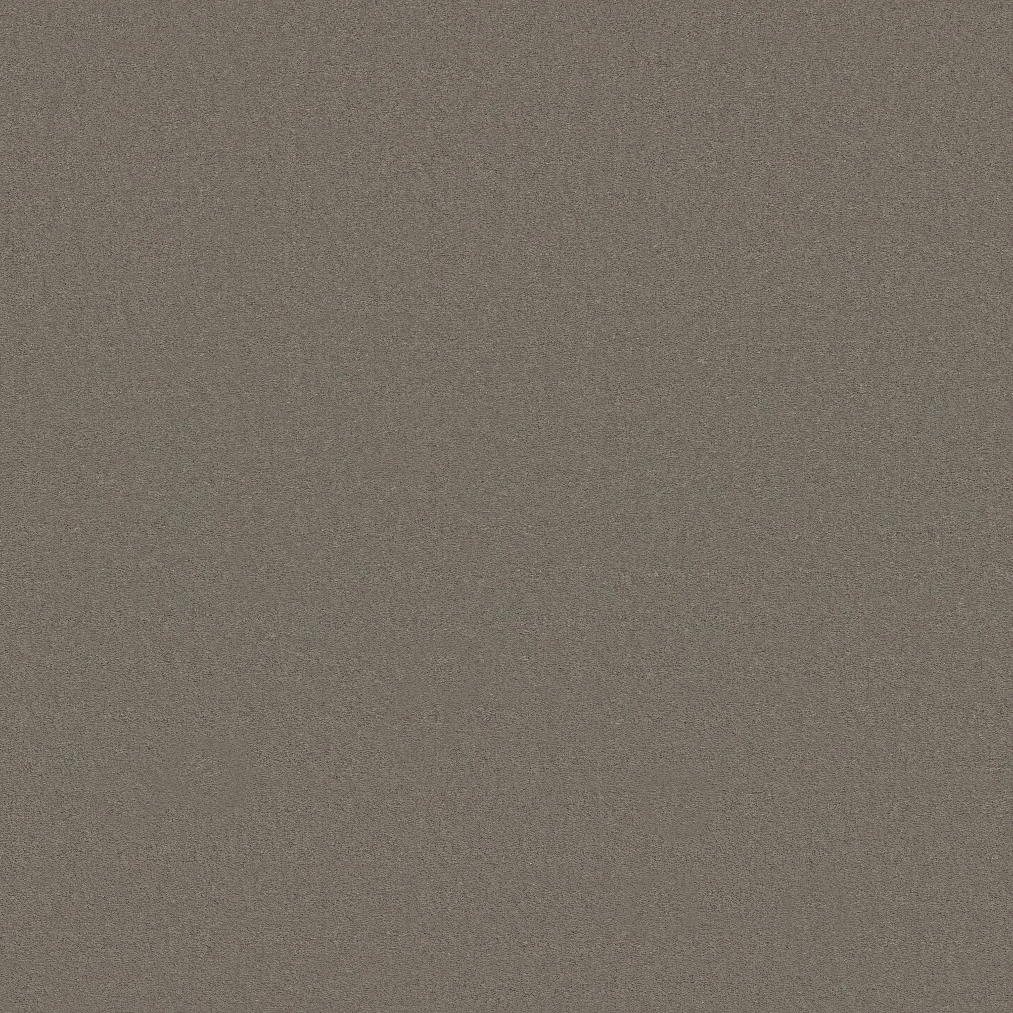 Splendor-Tortoise-ZB351_00553