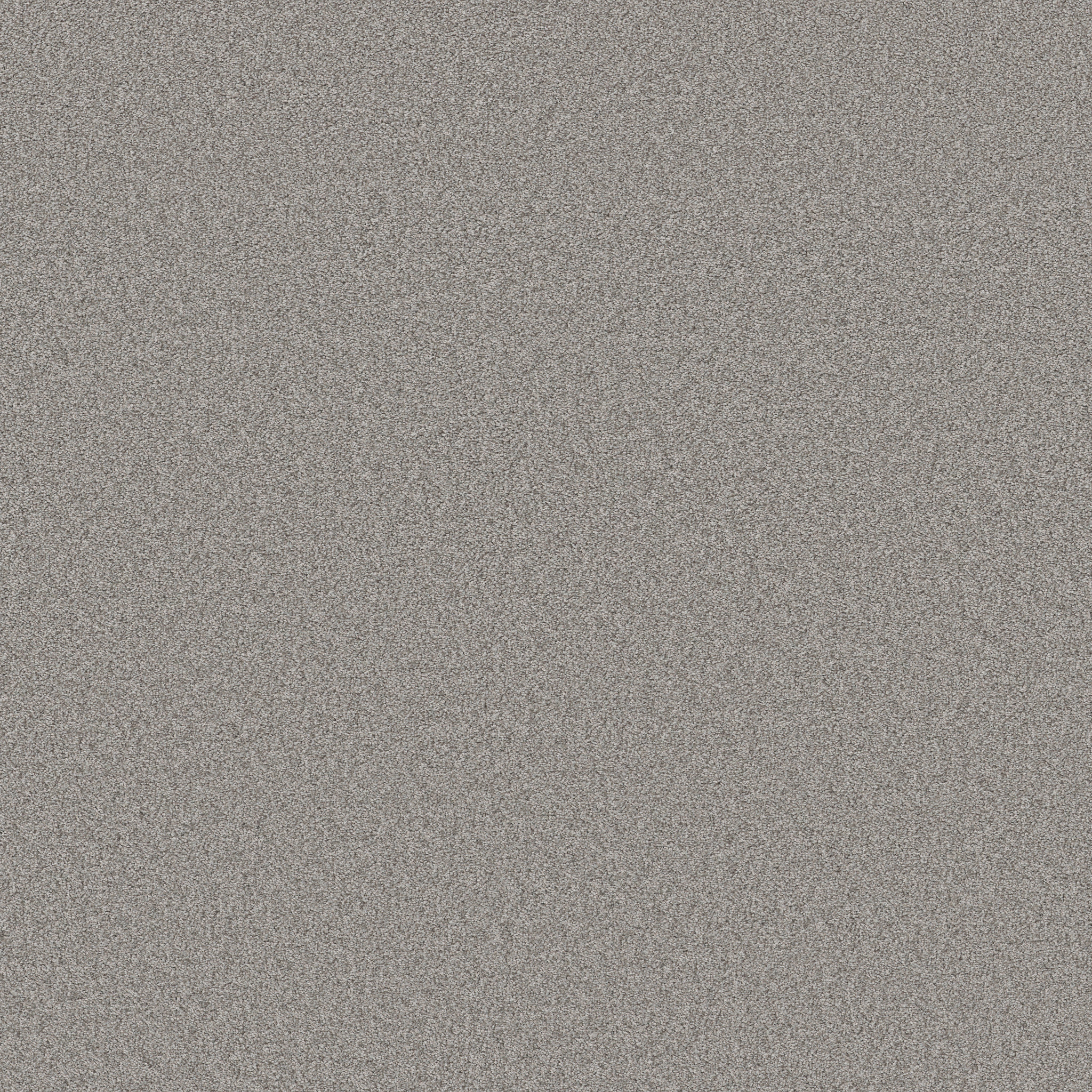 Grey Fox