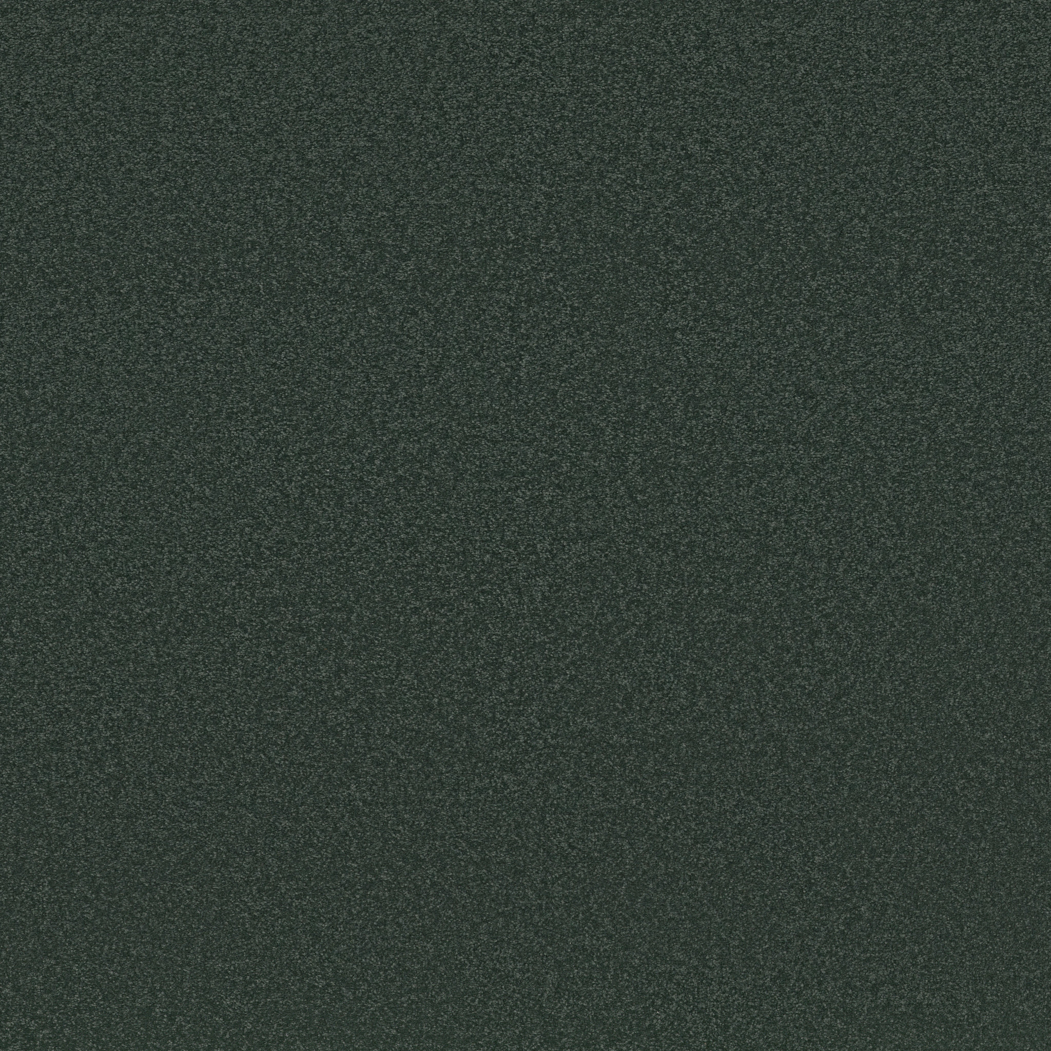 Wow Factor I - Blue Spruce - ZB367_00307