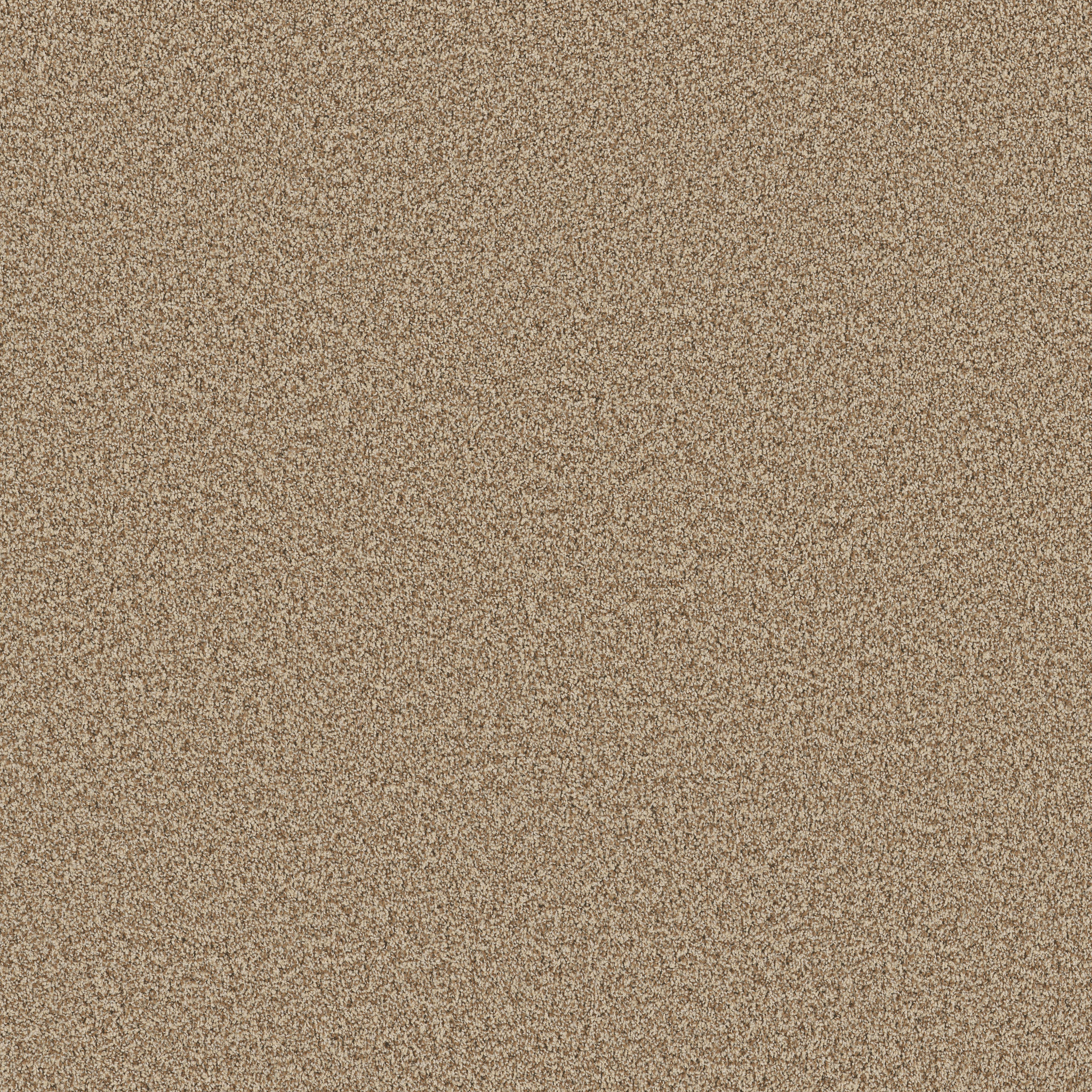 Sorella-Nutshell-ZB380_00764