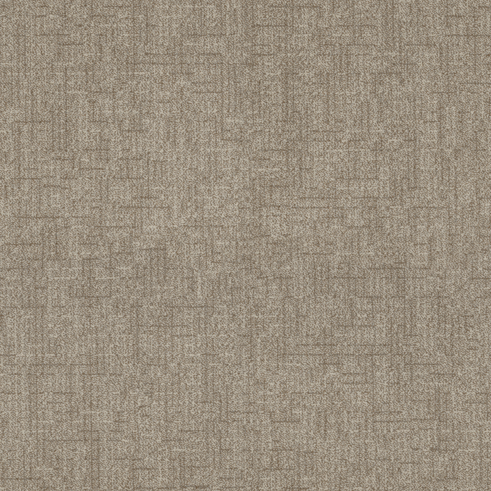 Hushed Horizon-Barn Owl-ZB392_00105