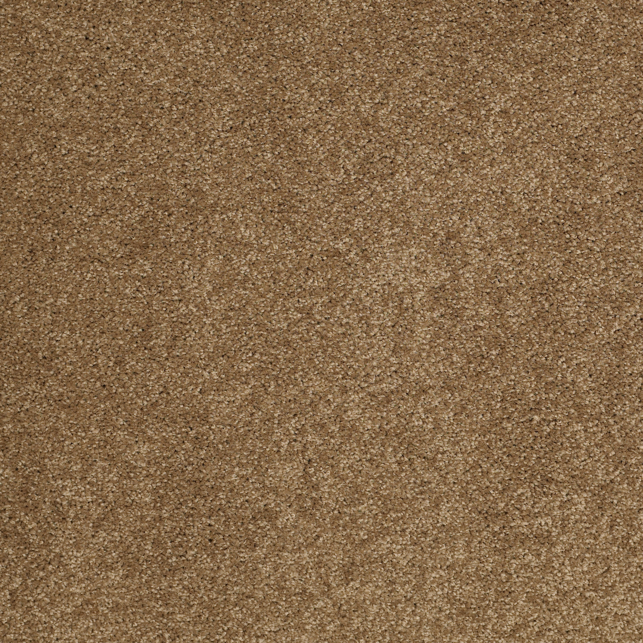 Sheer Genius I - Bronze Glow - ZB814_00727