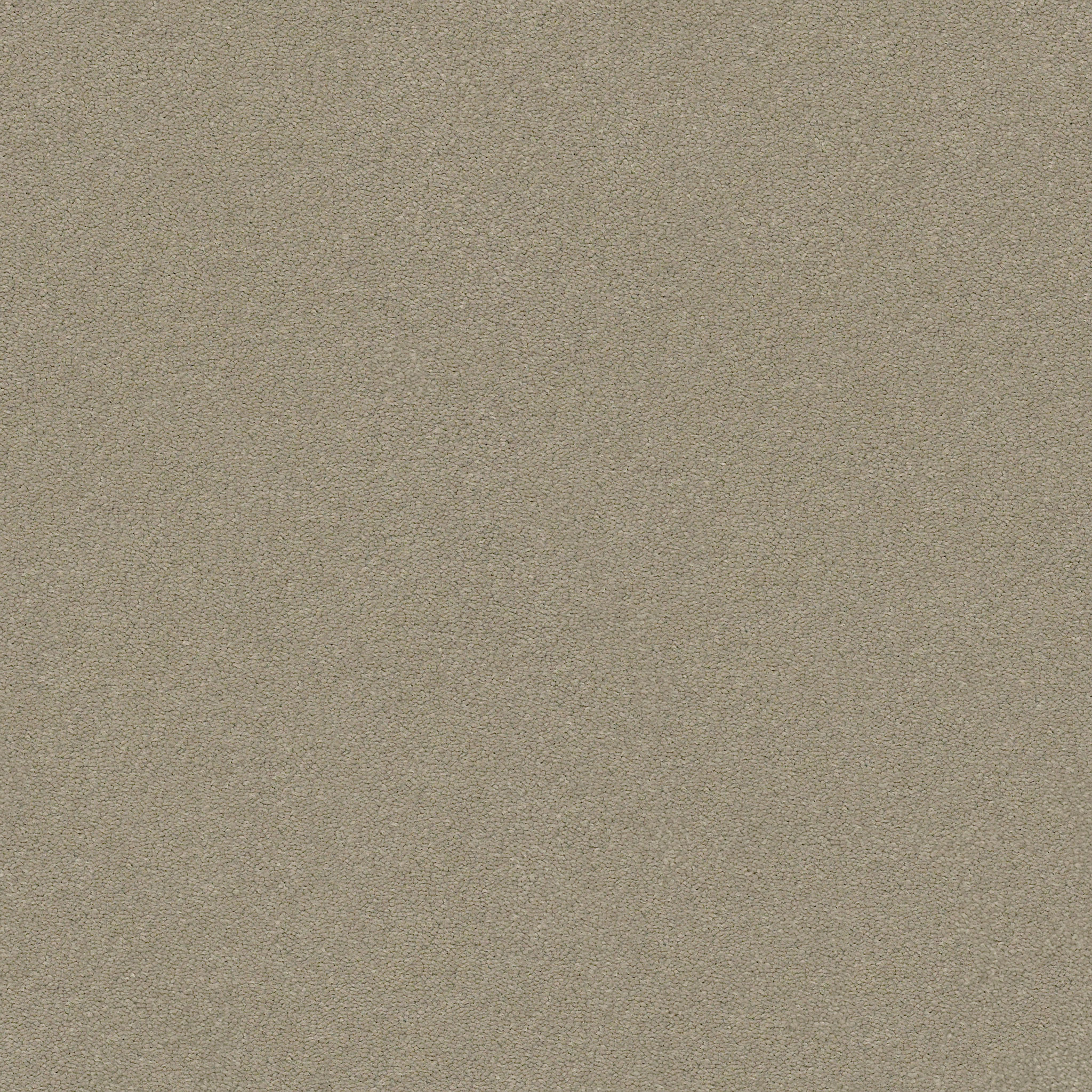 Brookside-Elephant Ear-ZZB64_00575