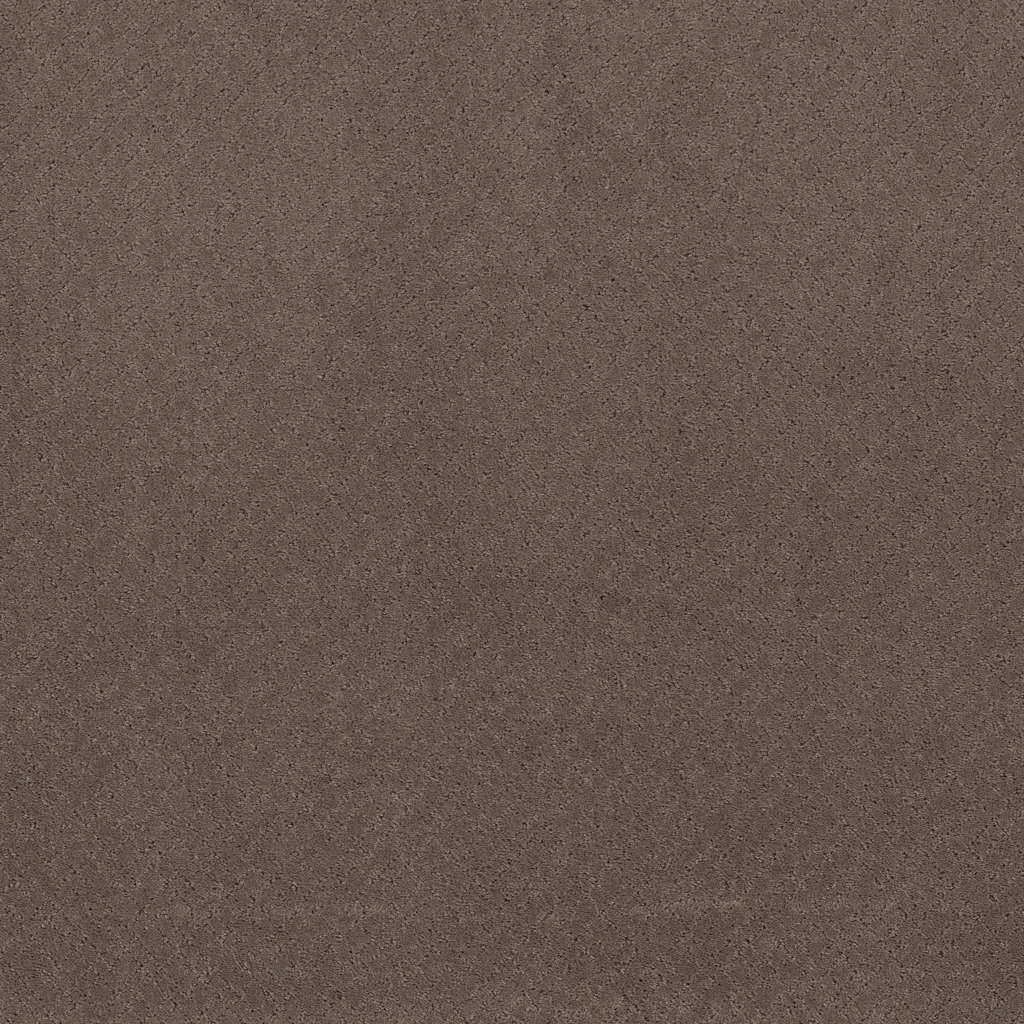 Reflective-Chantrelle-ZZB76_00857